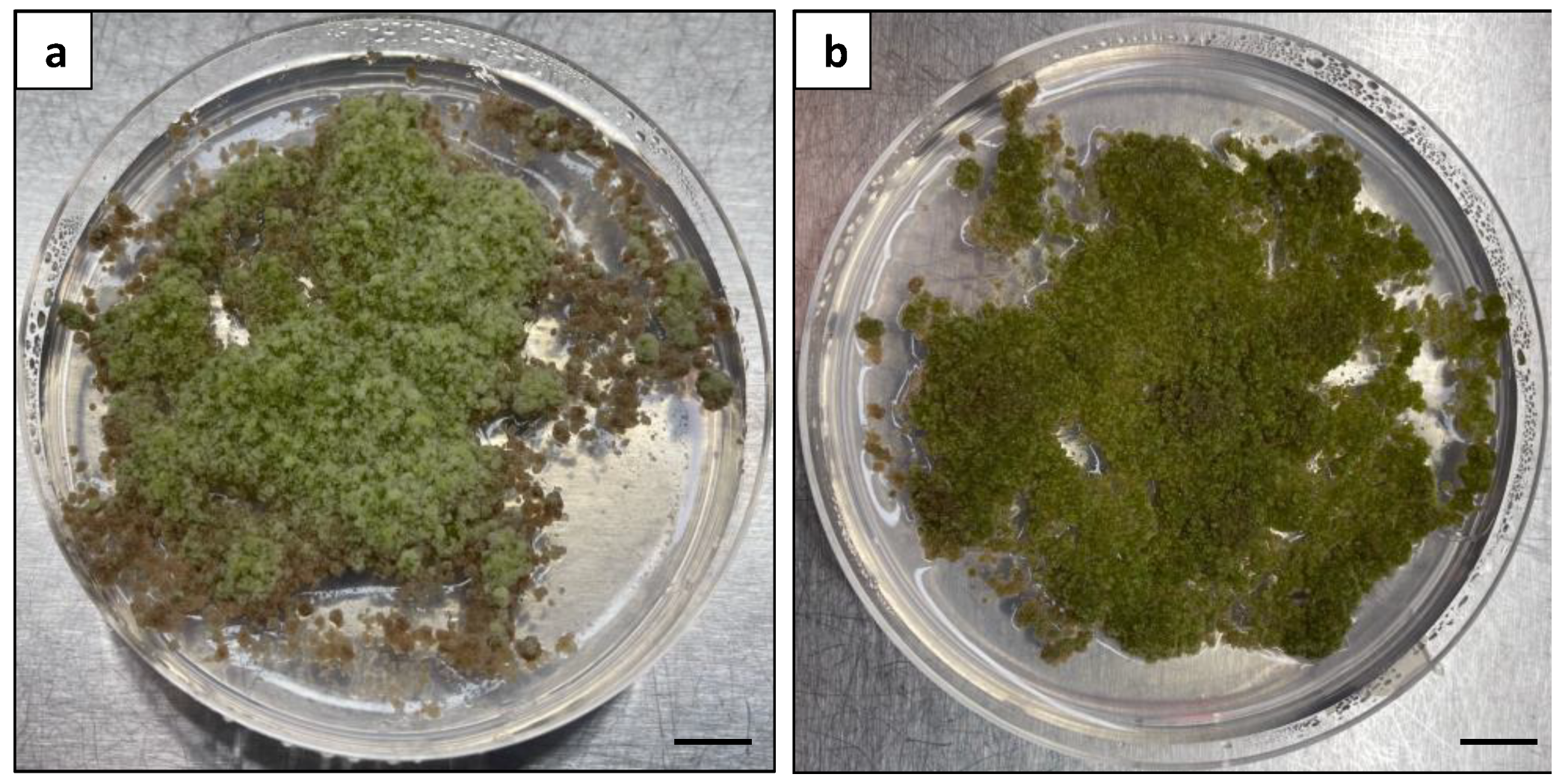 Plants 13 00040 g011