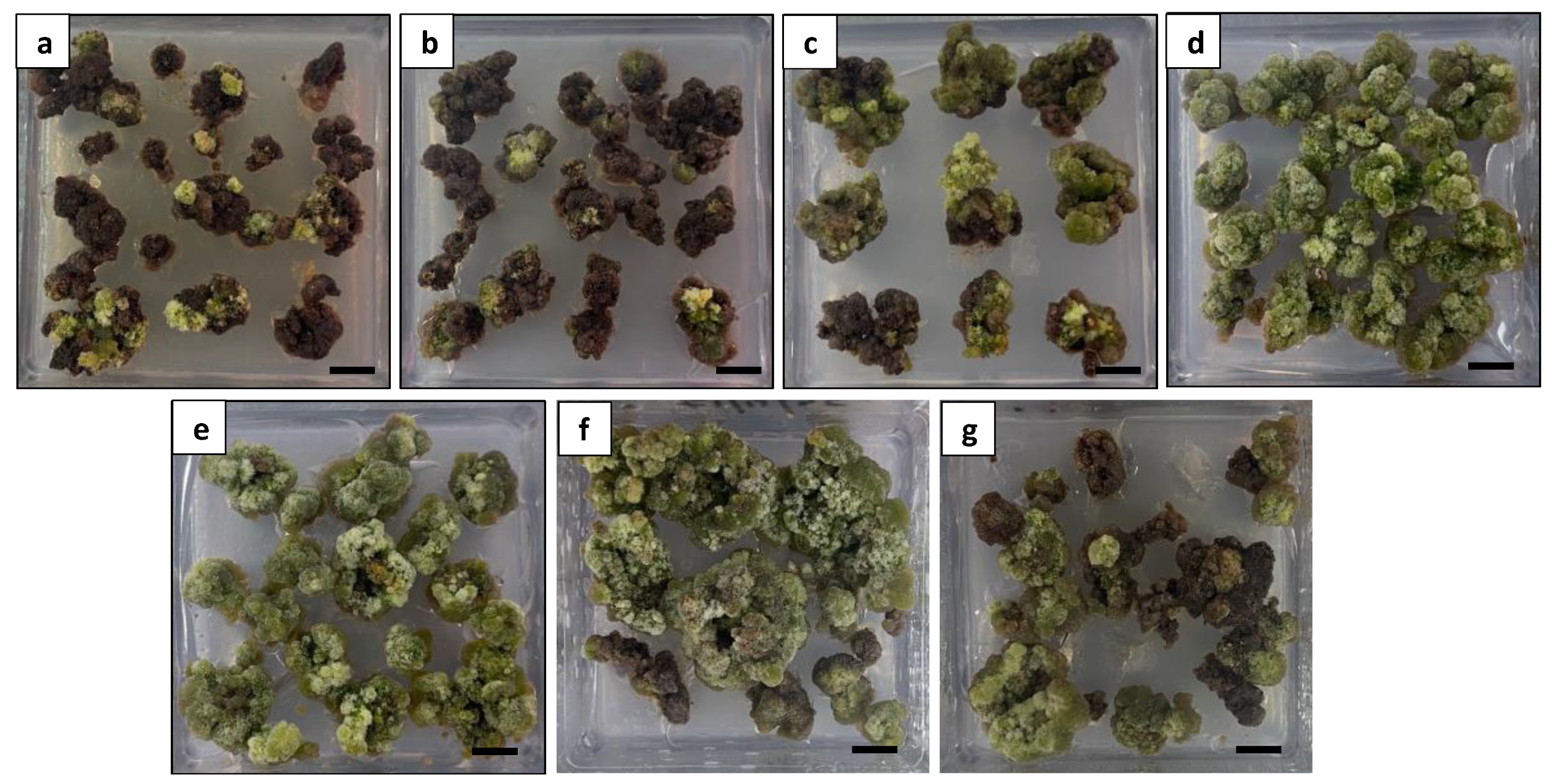 Plants 13 00040 g012