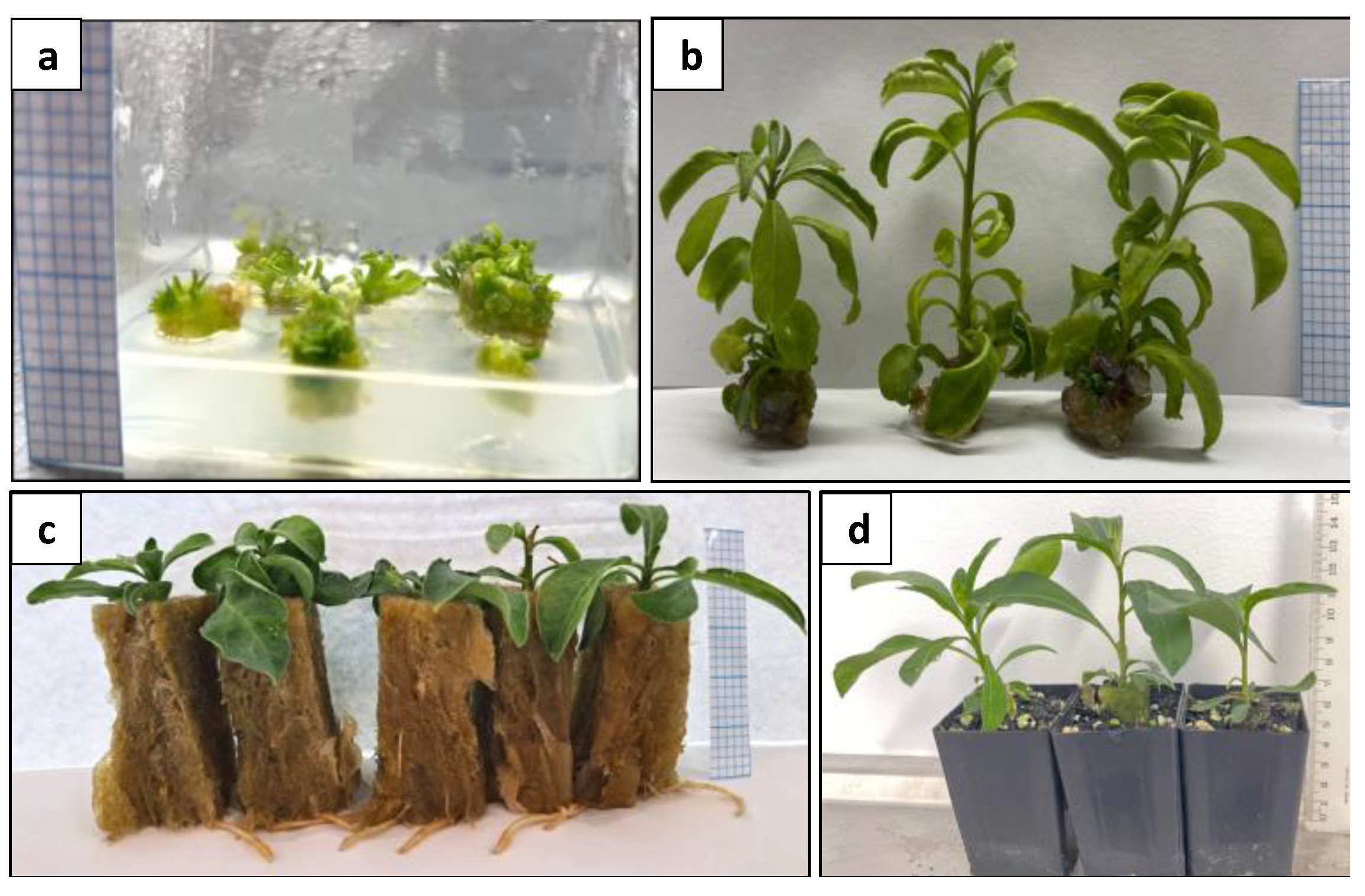 Plants 13 00040 g013