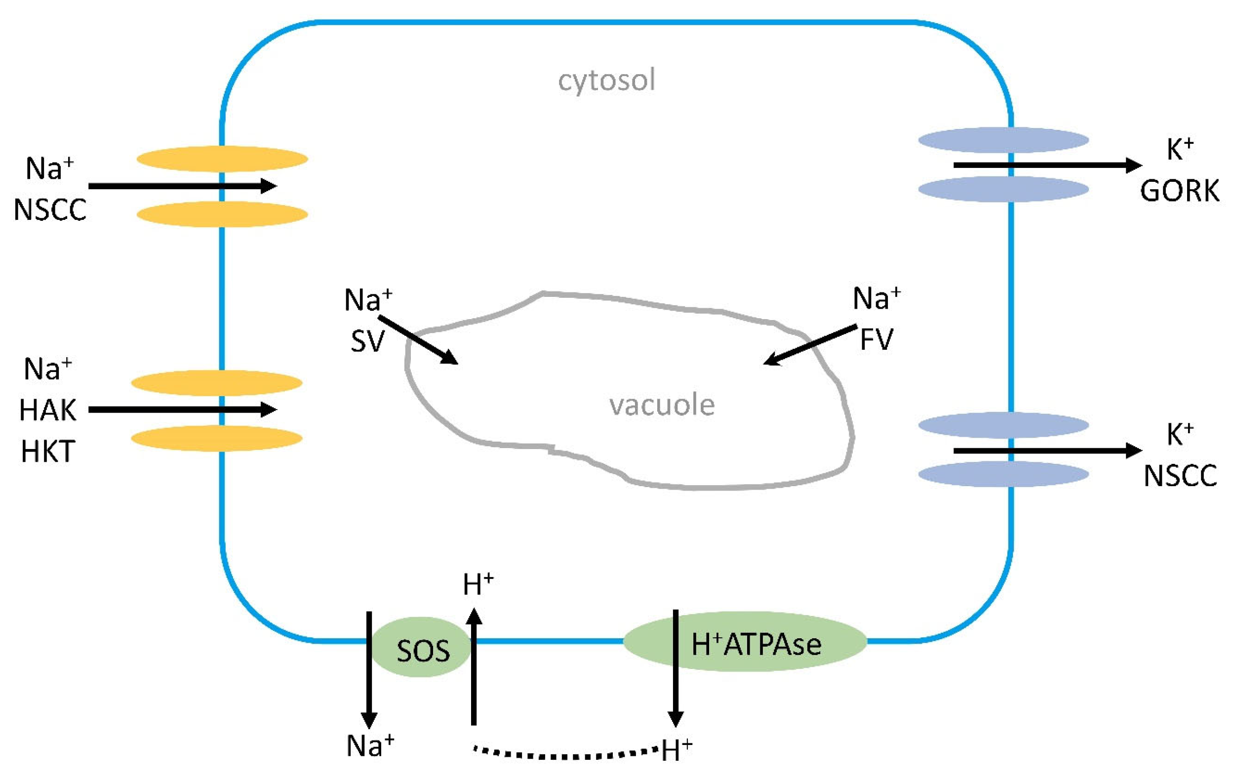 Plants 13 00046 g001 Plants 13 00046 g001