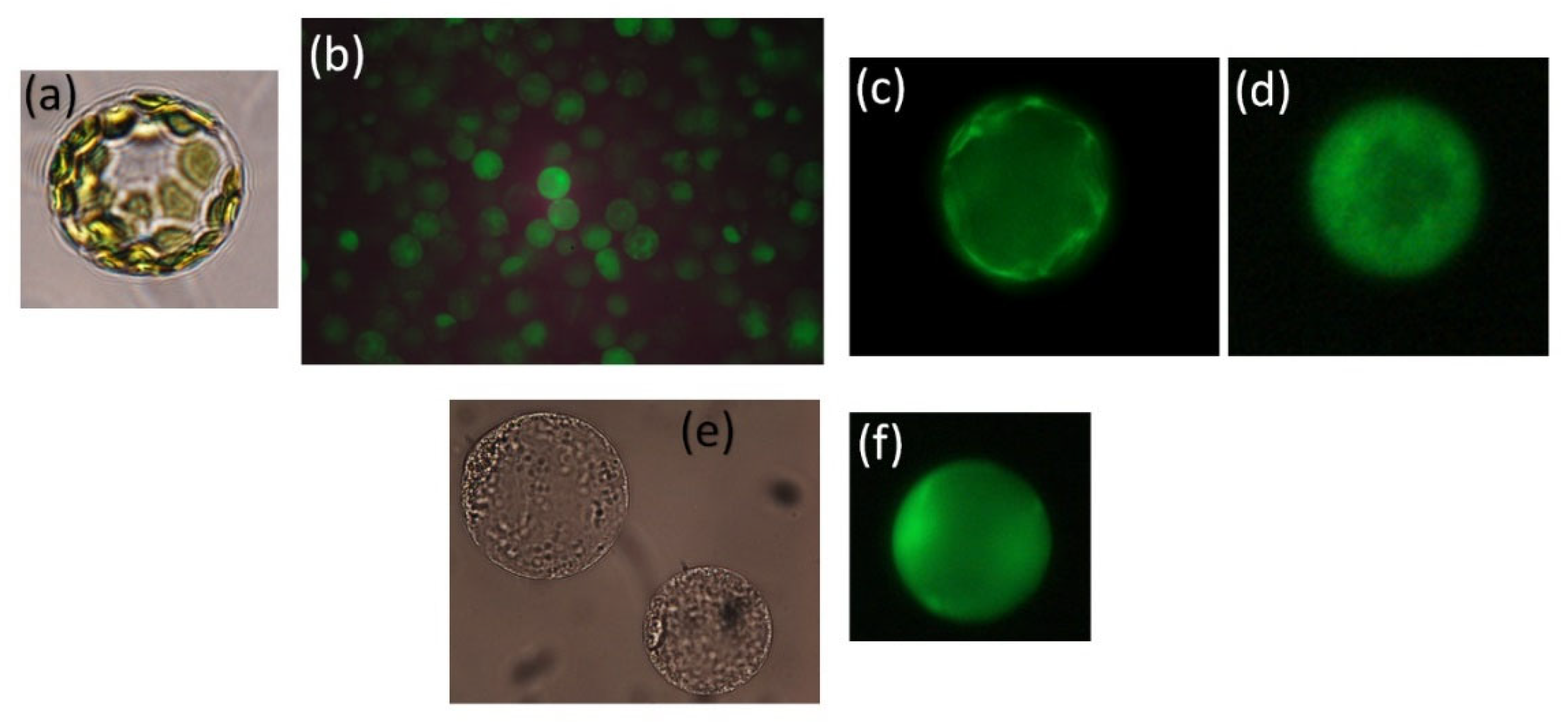 Plants 13 00046 g002 Plants 13 00046 g002