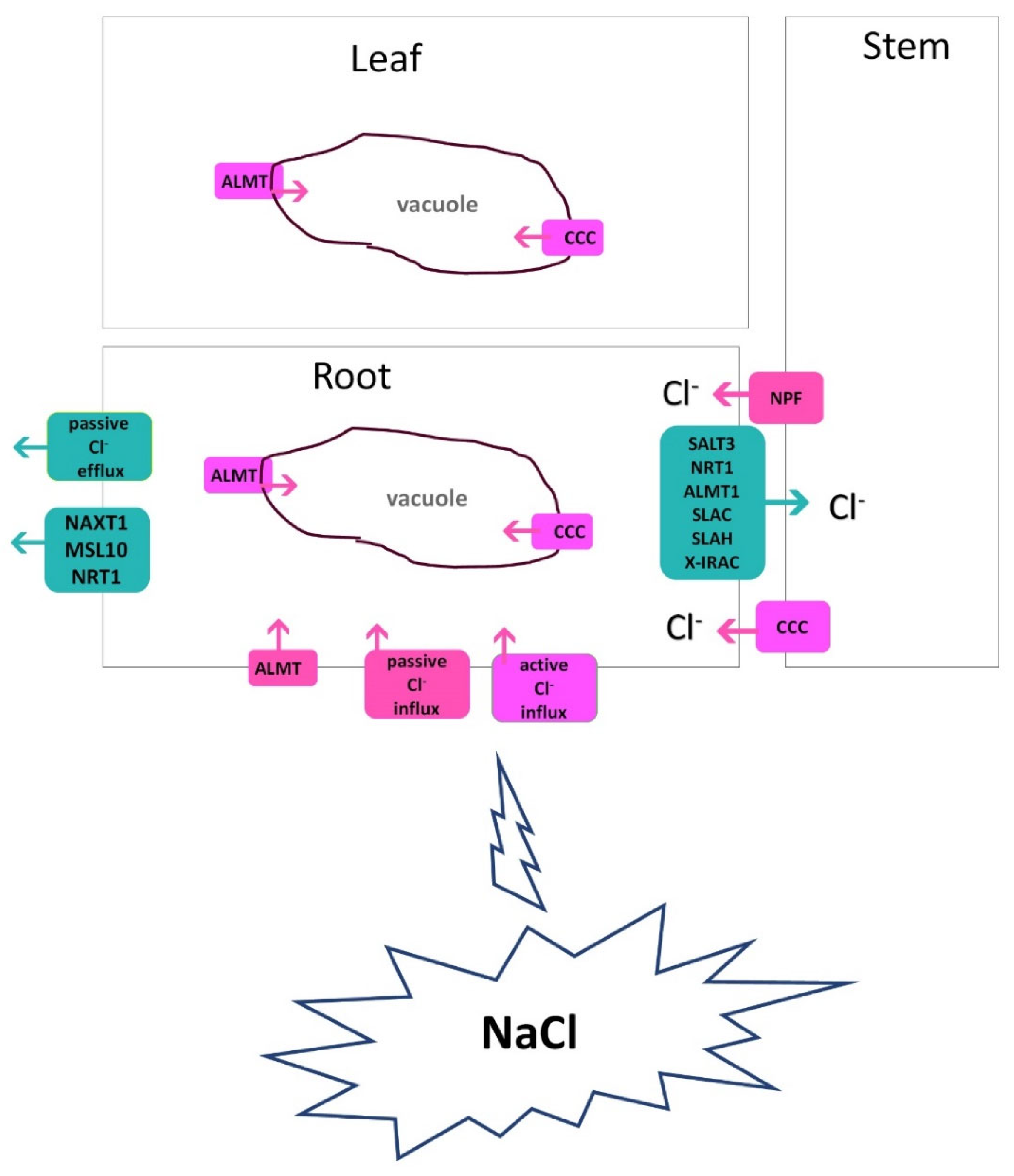 Plants 13 00046 g003 Plants 13 00046 g003