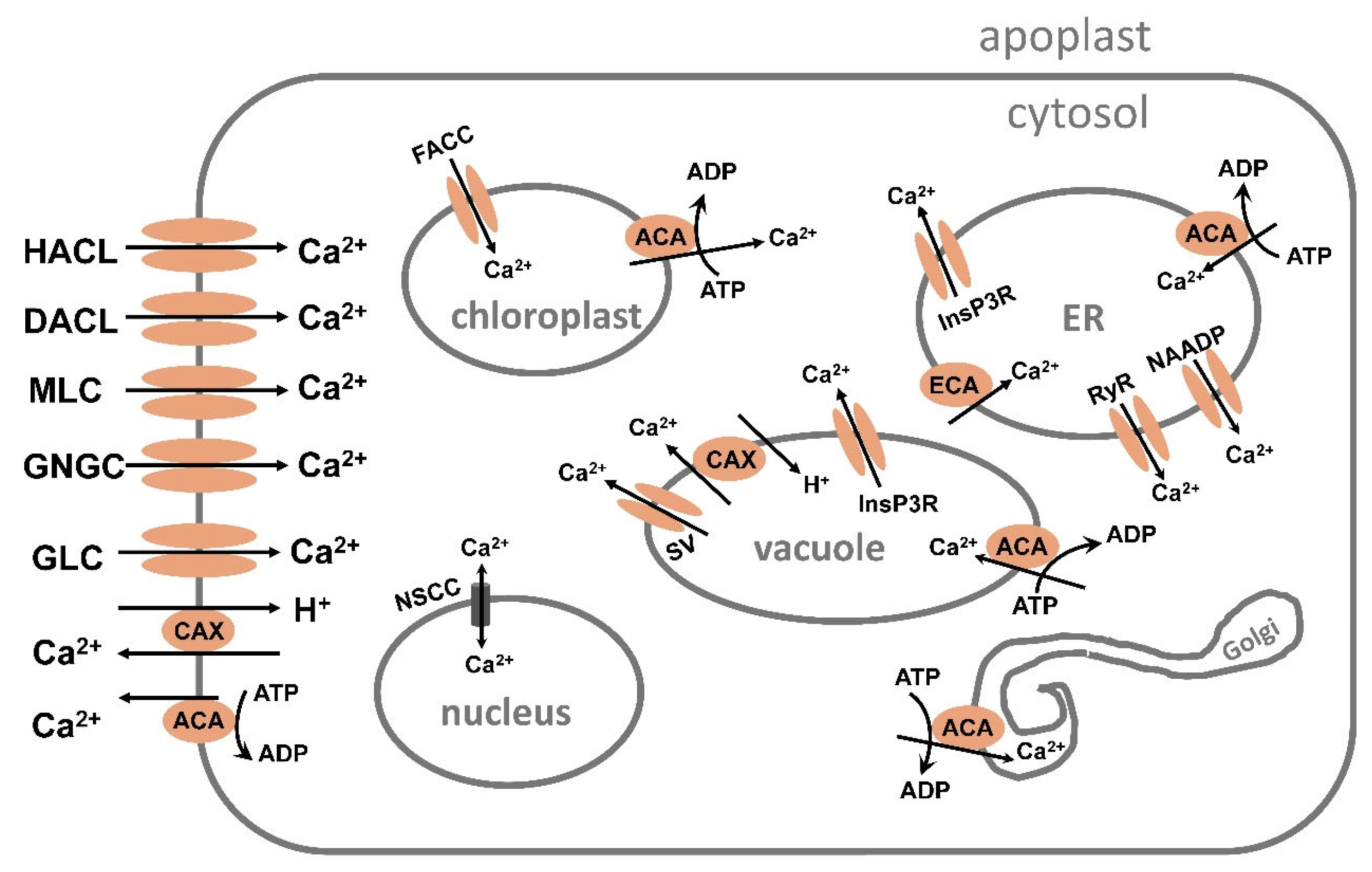 Plants 13 00046 g004 Plants 13 00046 g004