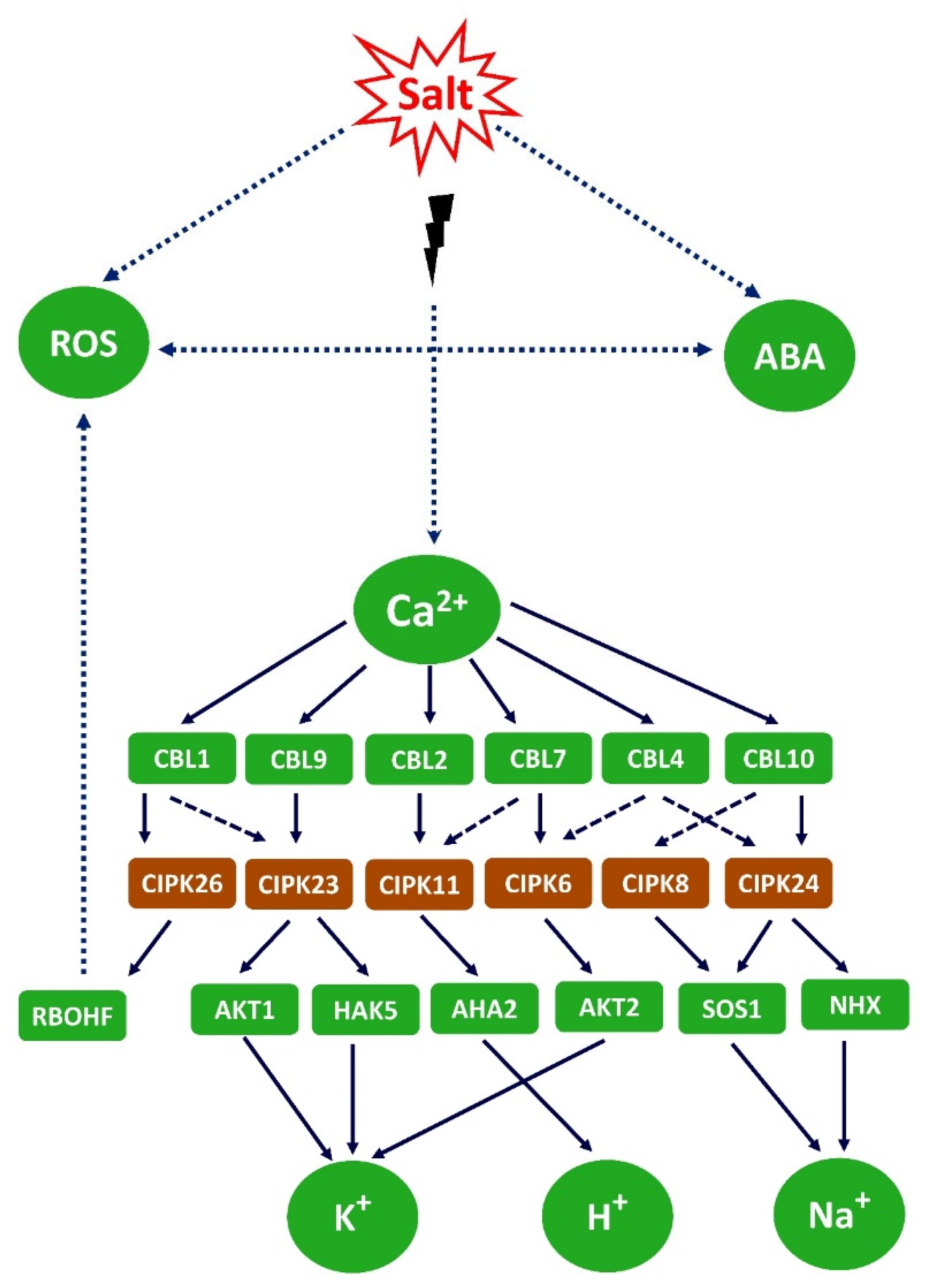 Plants 13 00046 g007 Plants 13 00046 g007