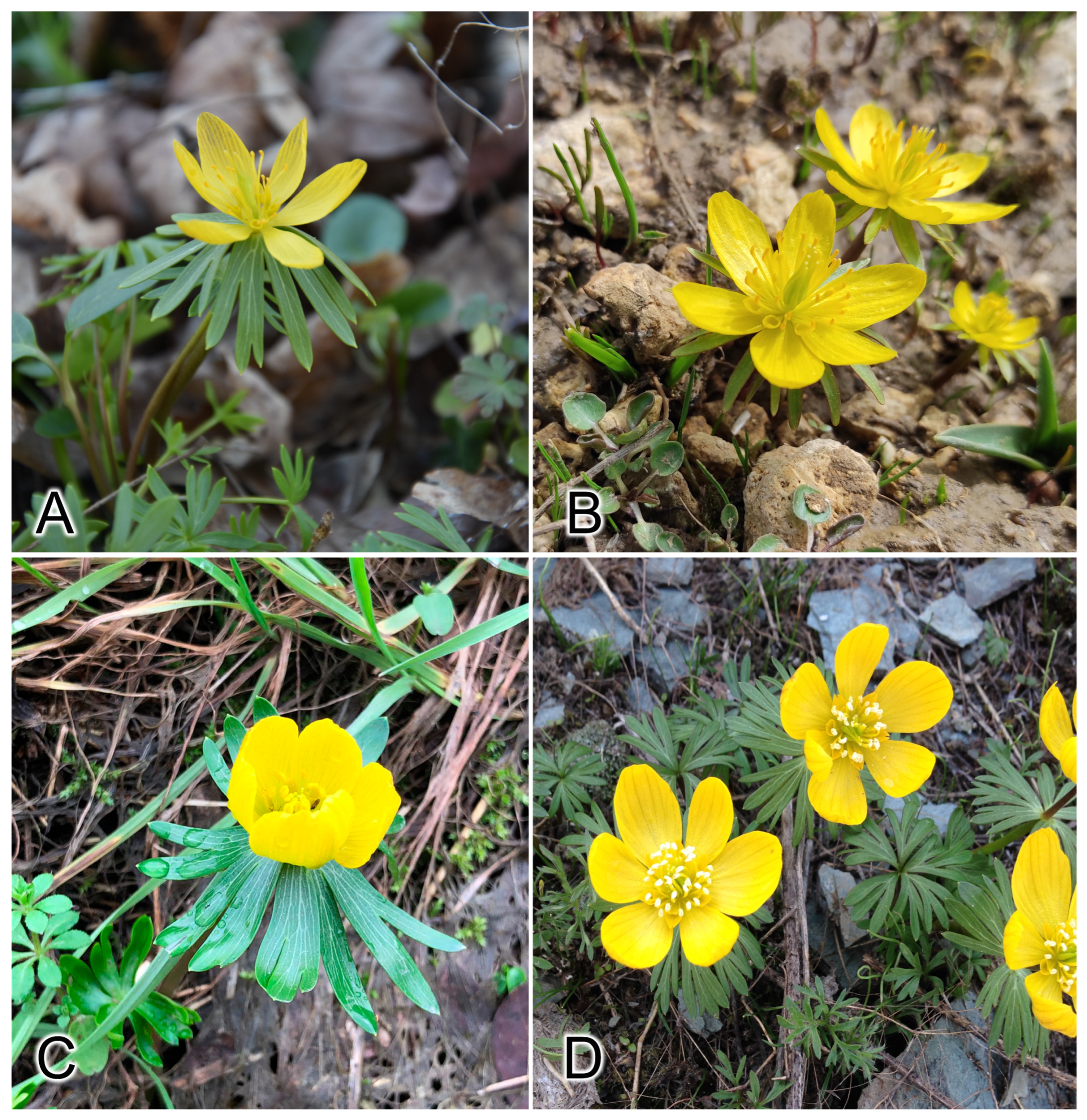 Plants 13 00047 g001 Plants 13 00047 g001