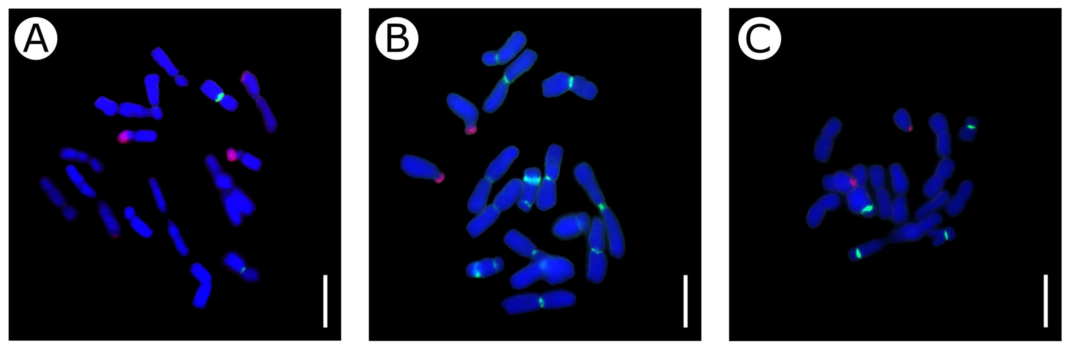 Plants 13 00047 g005 Plants 13 00047 g005