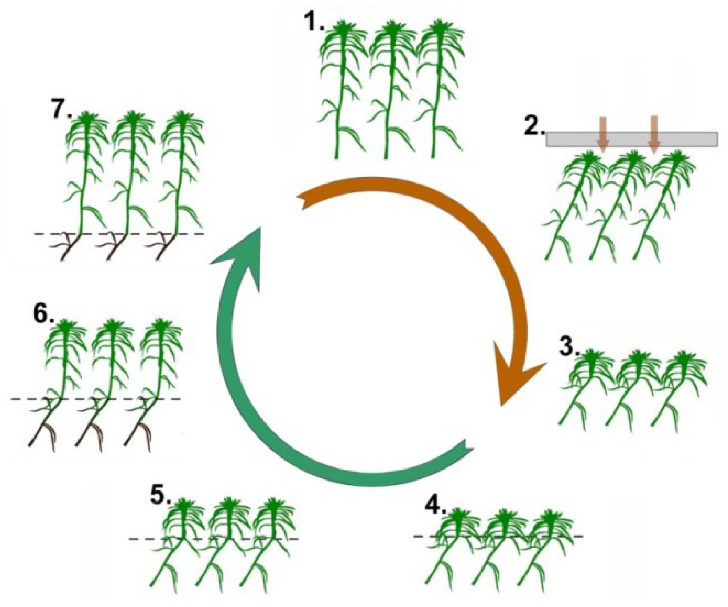 Plants 13 00048 g001