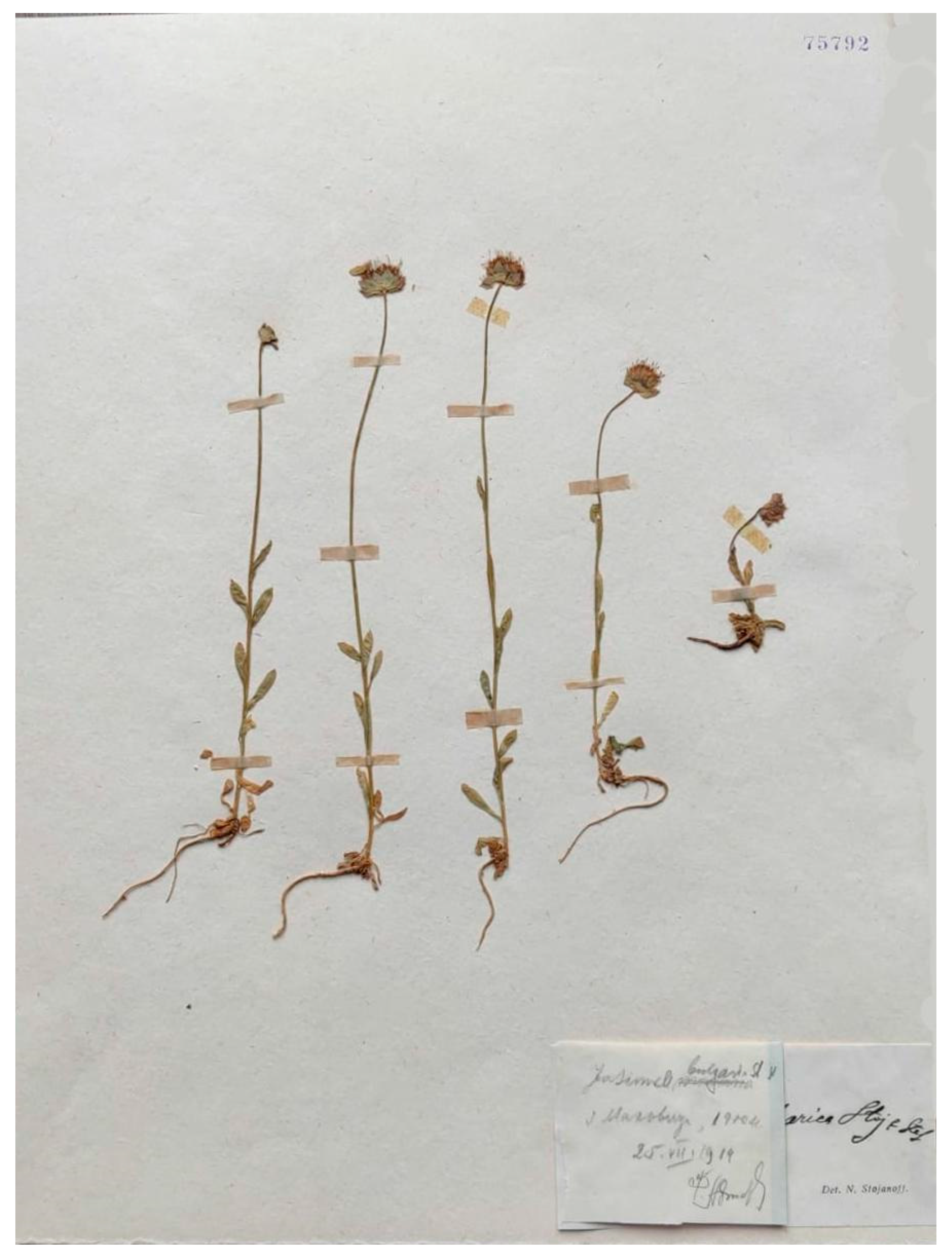 Plants 13 00050 g001