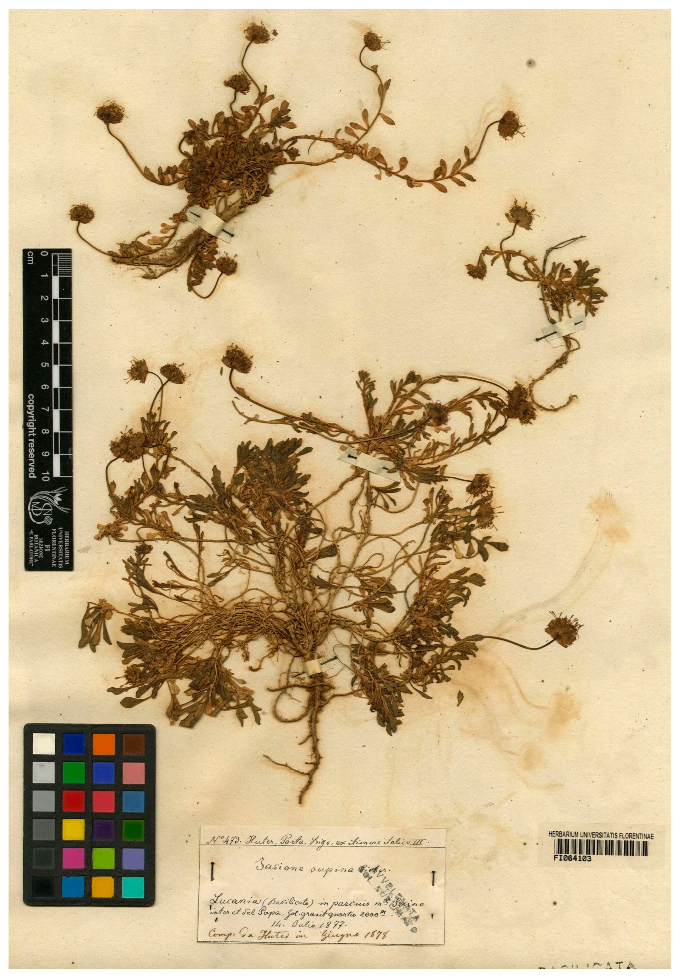 Plants 13 00050 g007