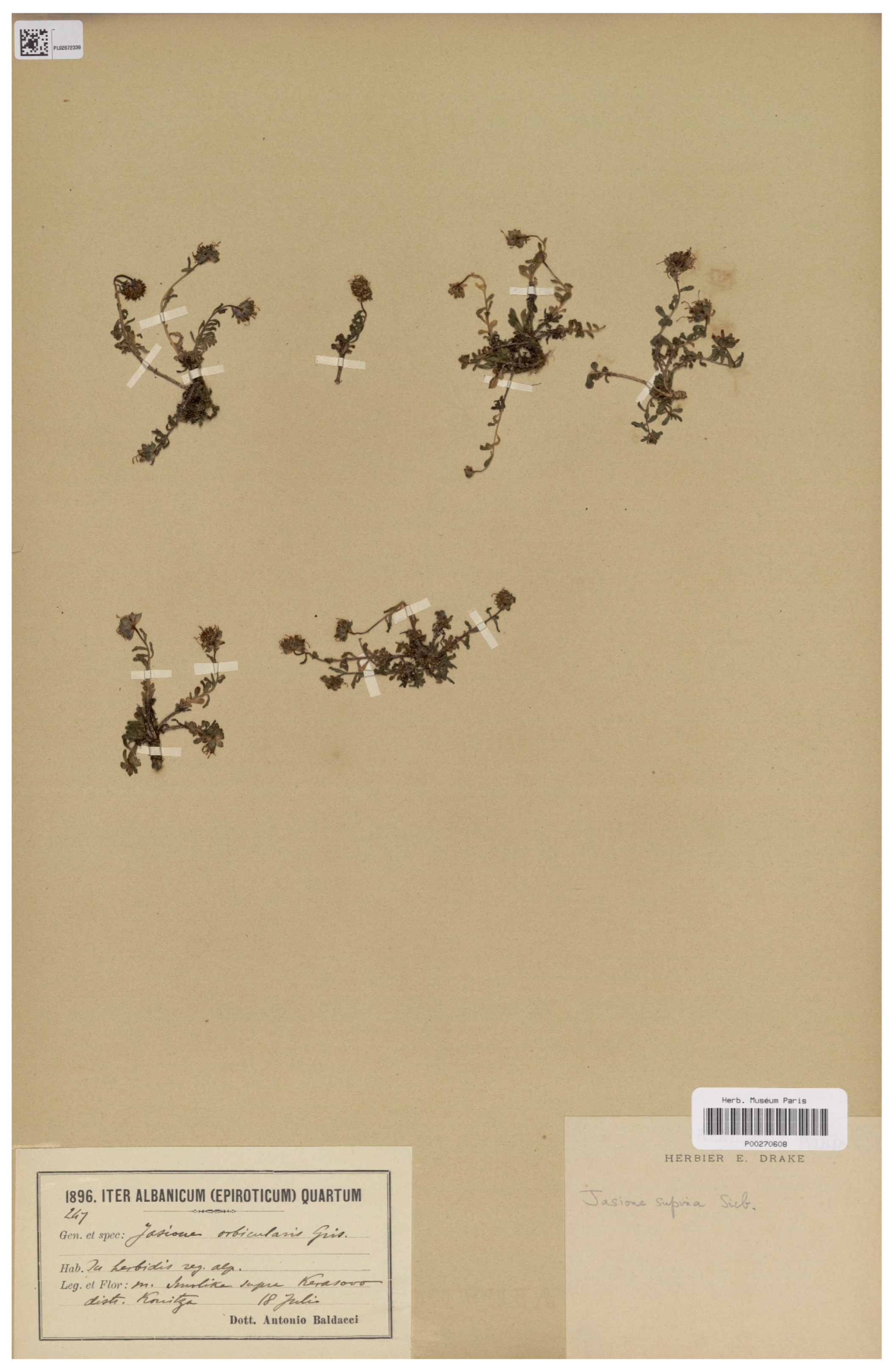 Plants 13 00050 g008