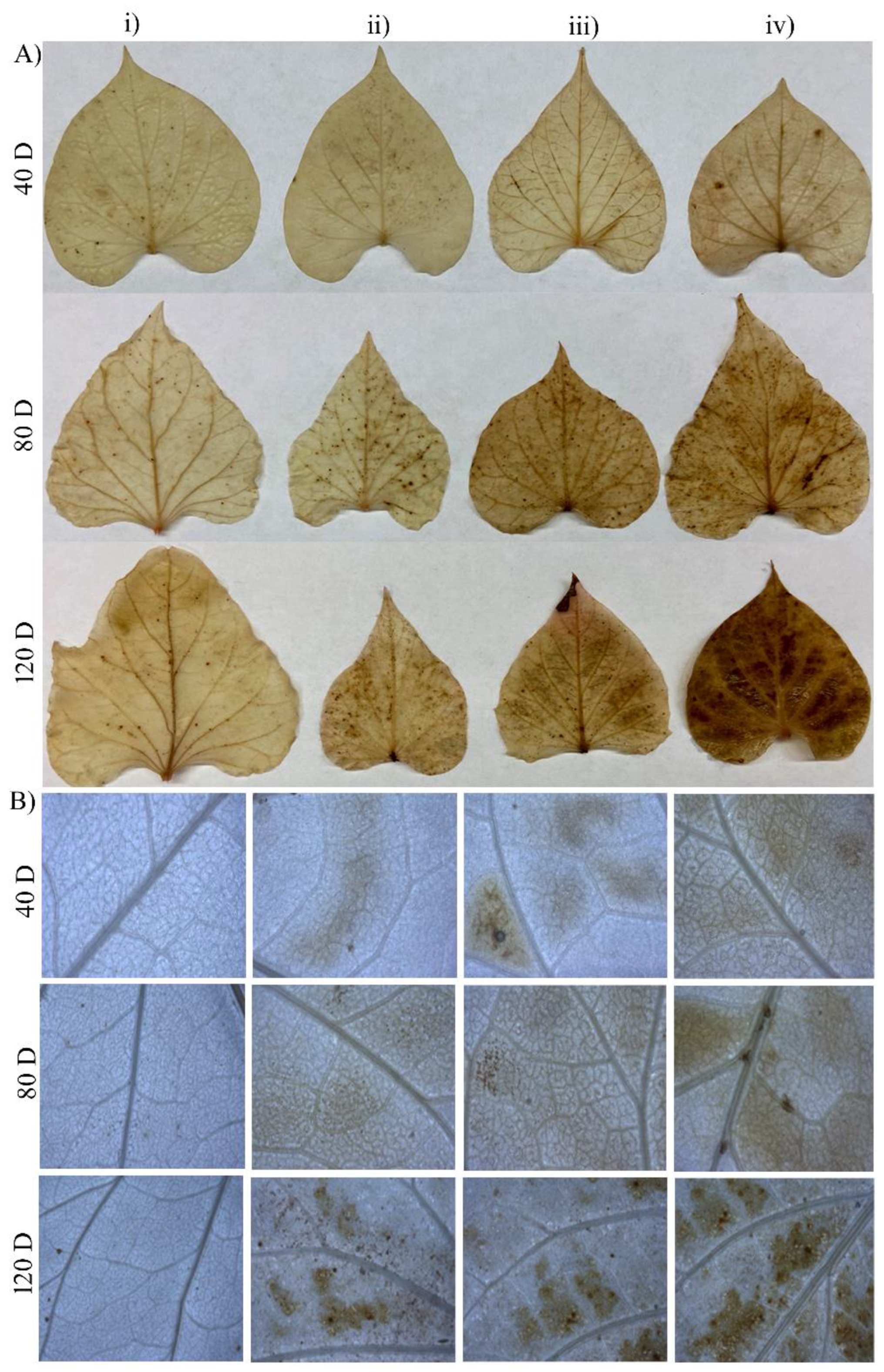 Plants 13 00055 g002