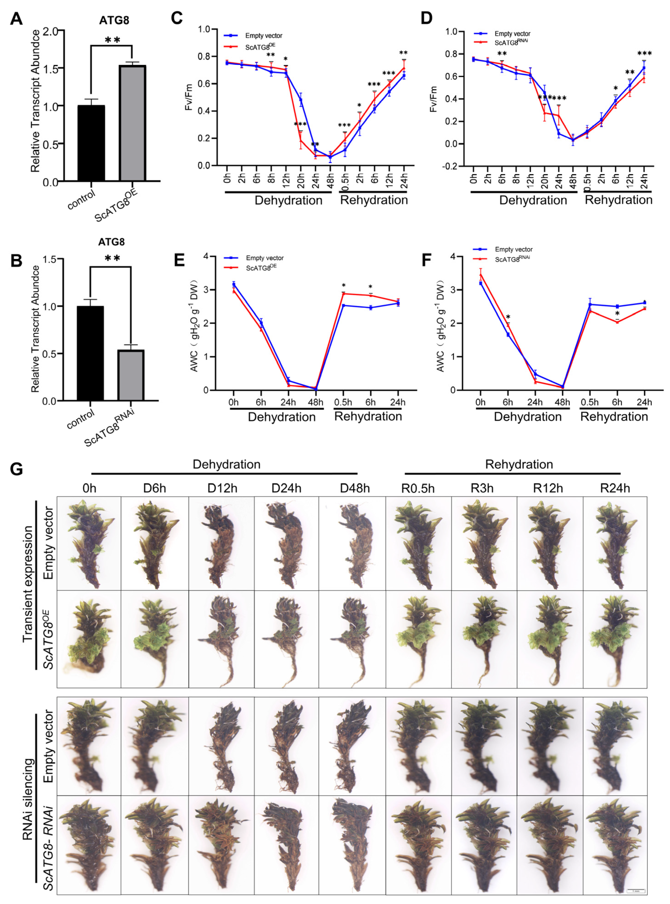 Plants 13 00059 g004