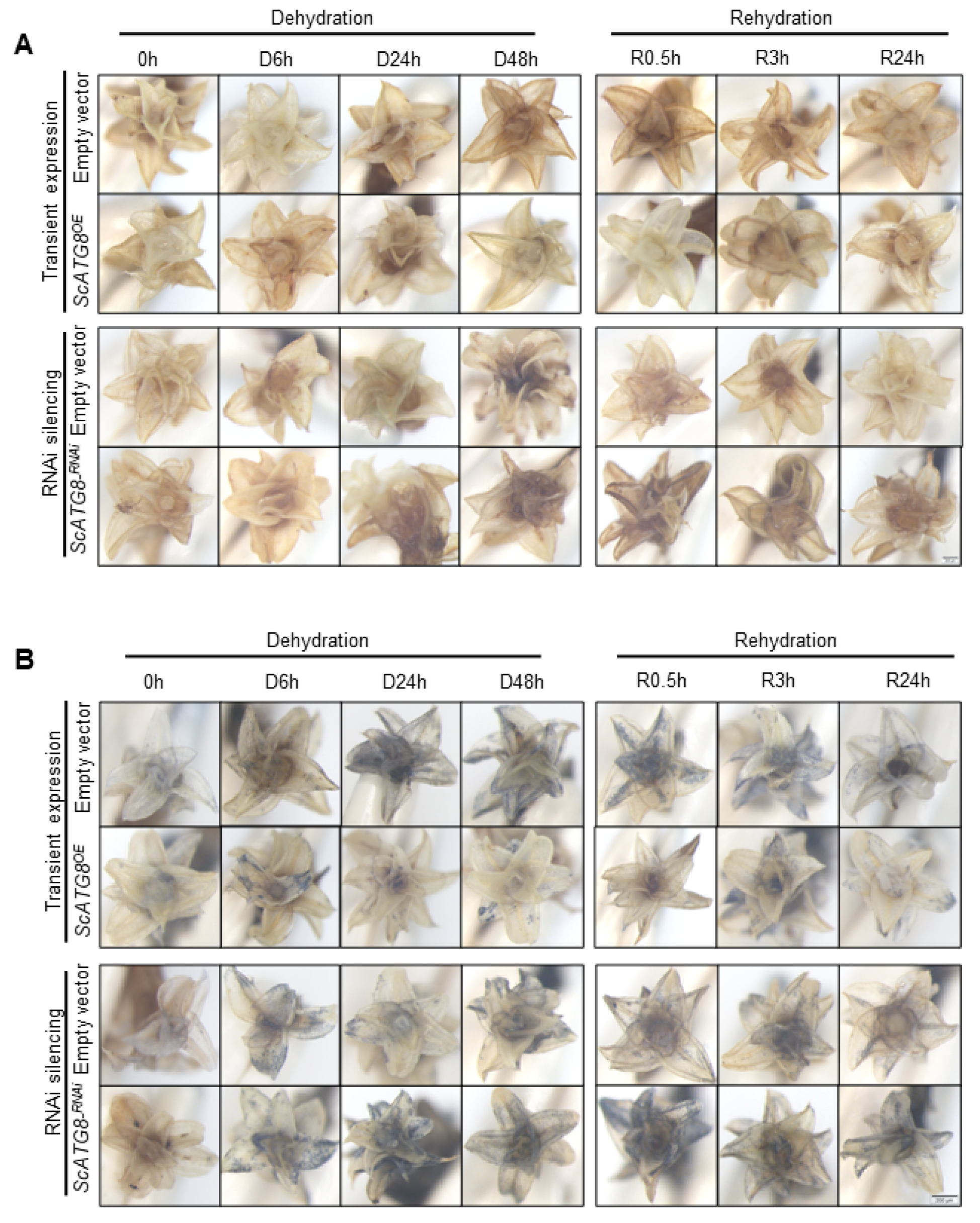 Plants 13 00059 g005