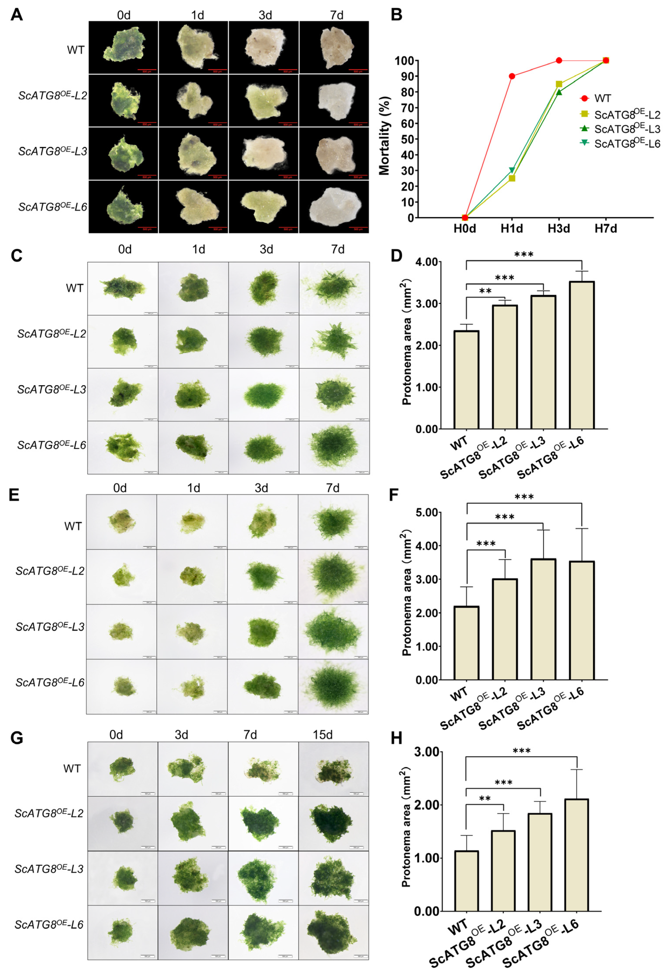 Plants 13 00059 g007