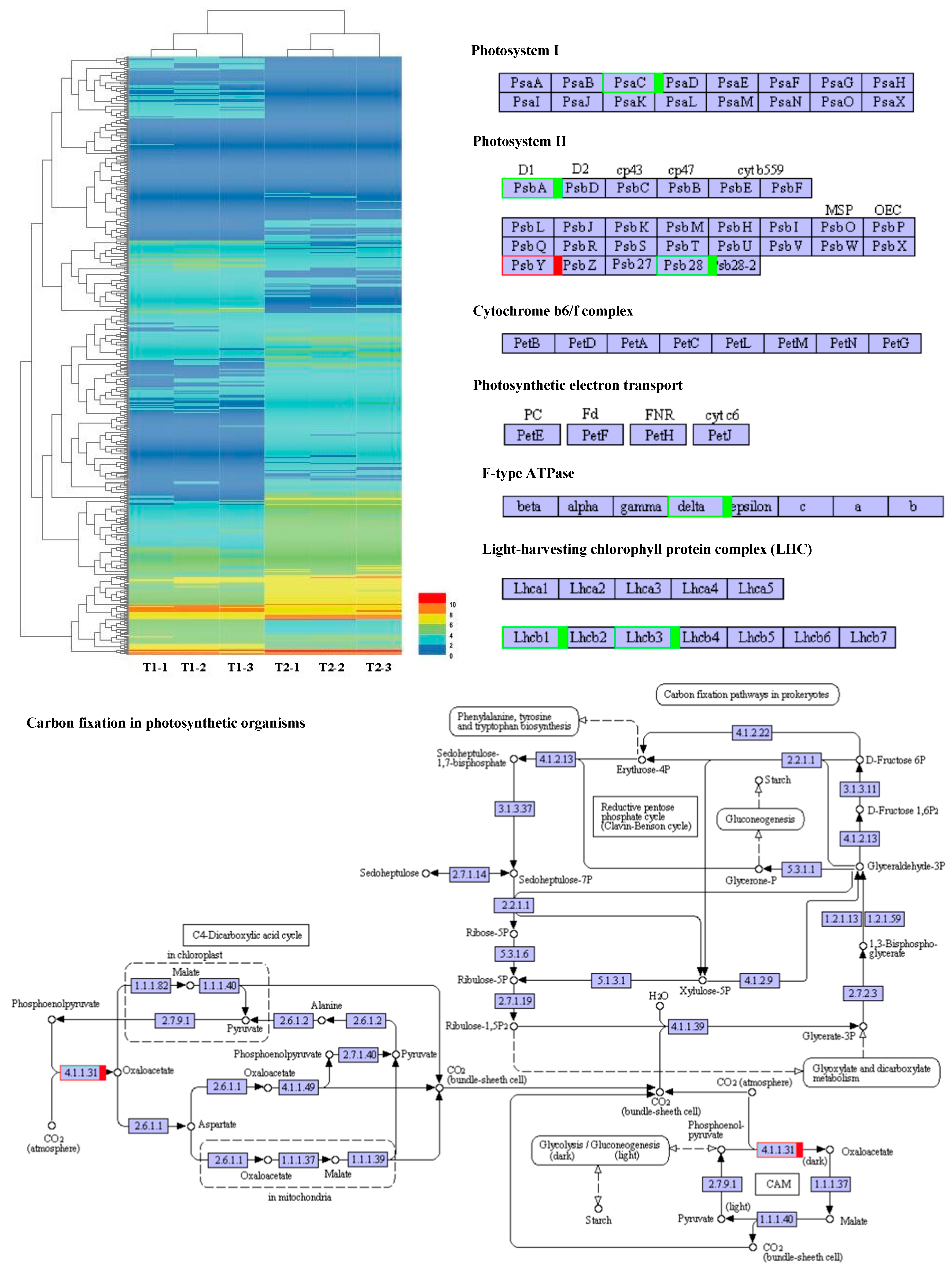 Plants 13 00065 g007