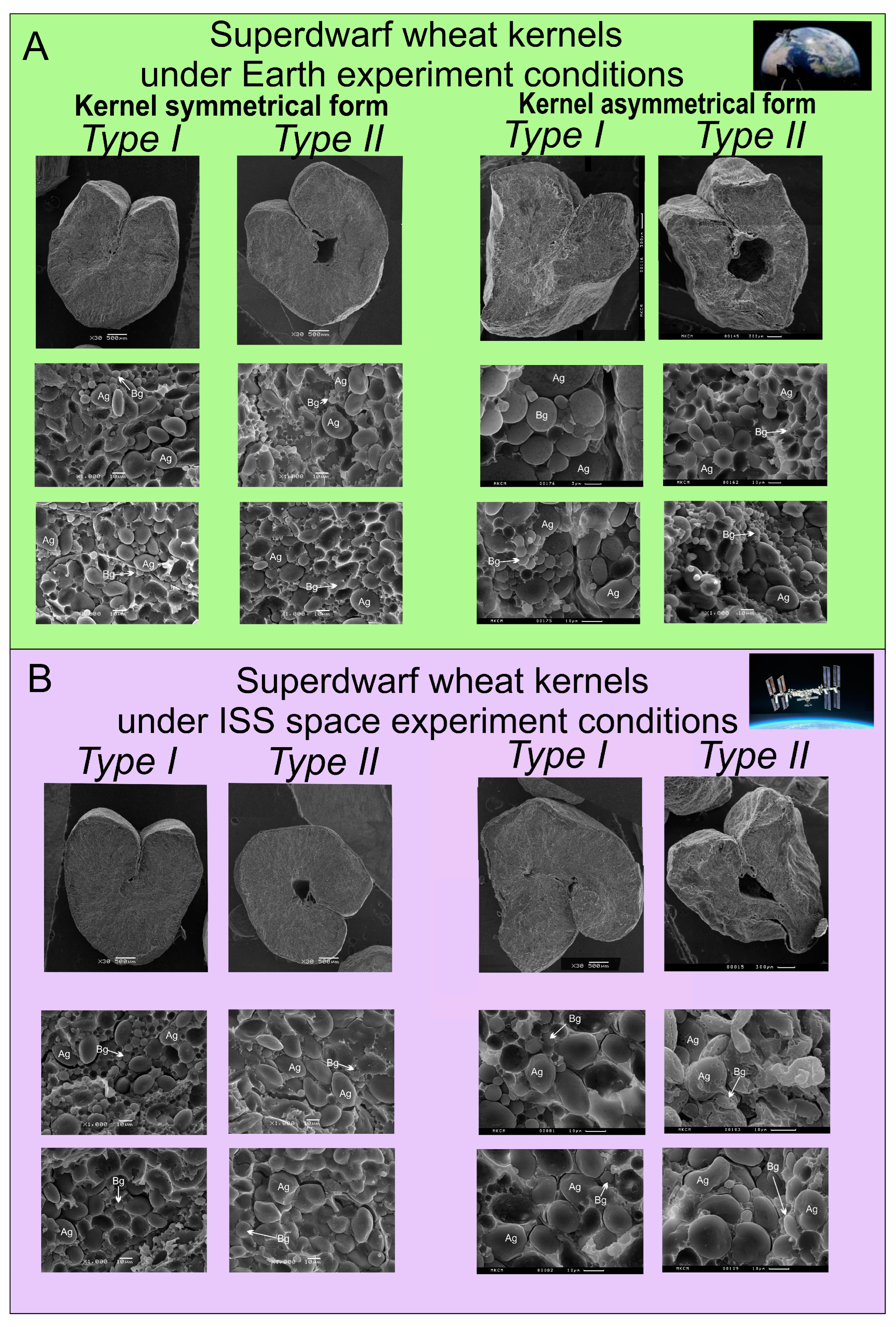 Plants 13 00073 g006