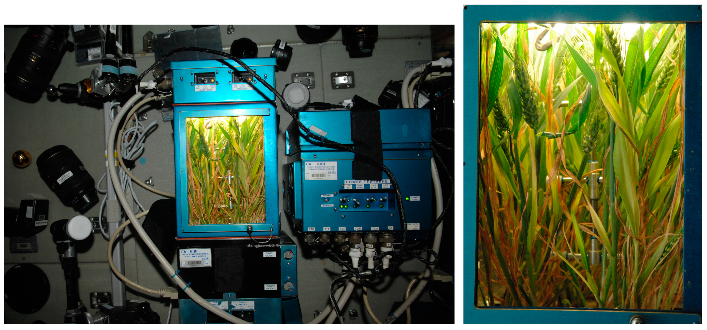 Plants 13 00073 g011