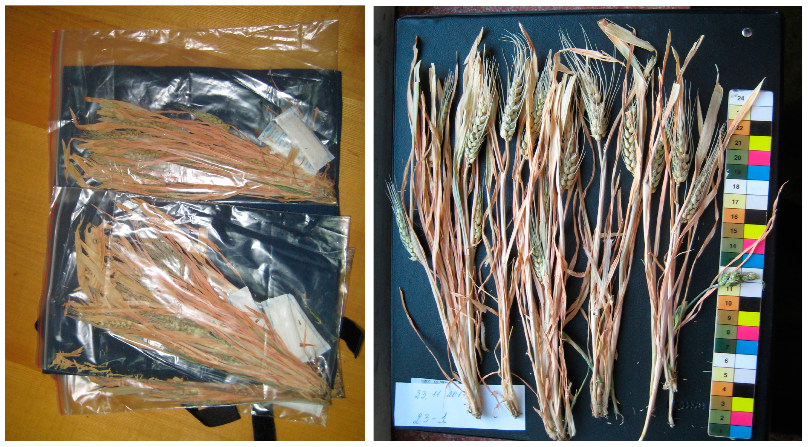 Plants 13 00073 g012