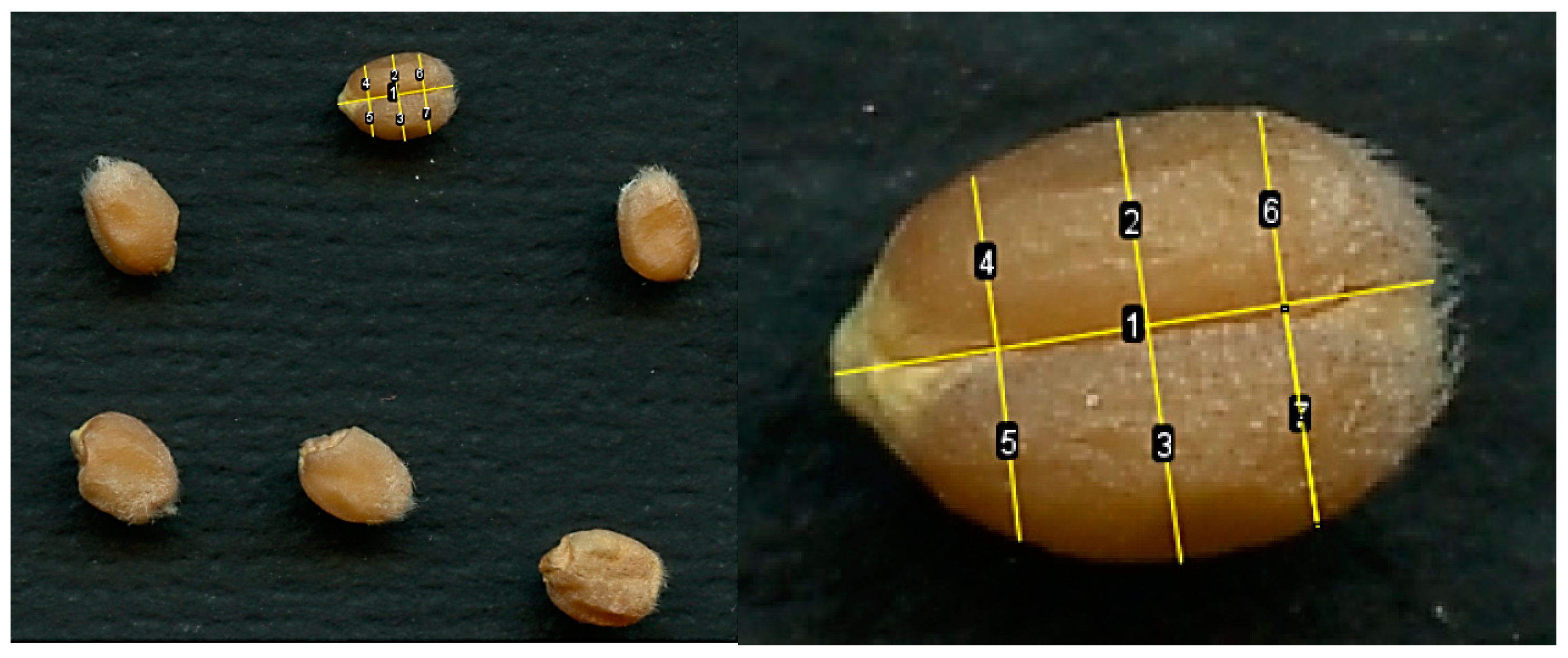 Plants 13 00073 g013