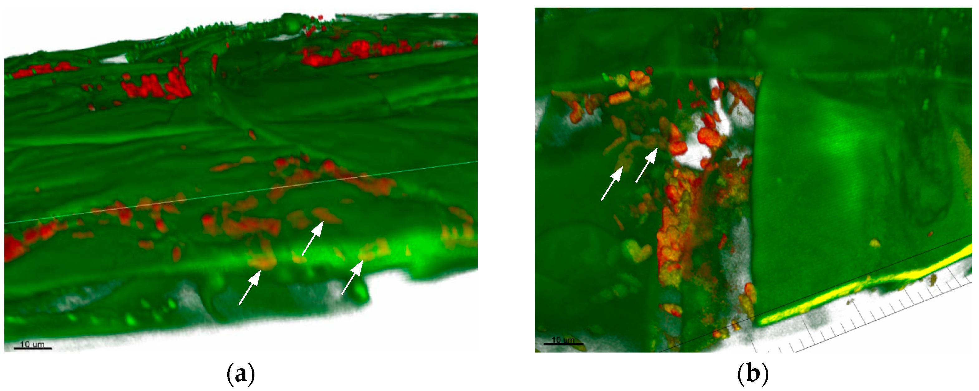Plants 13 00075 g003