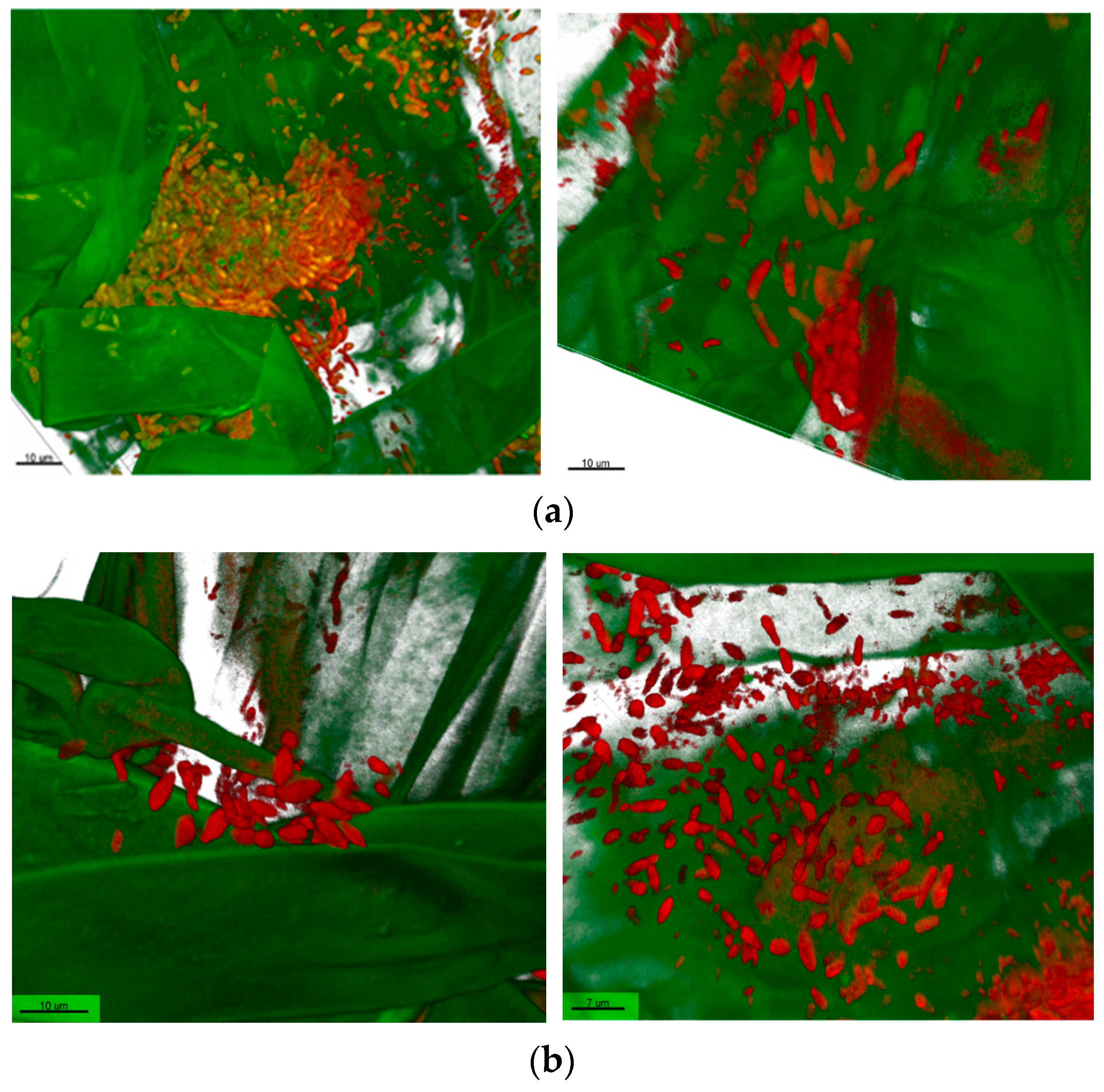 Plants 13 00075 g004