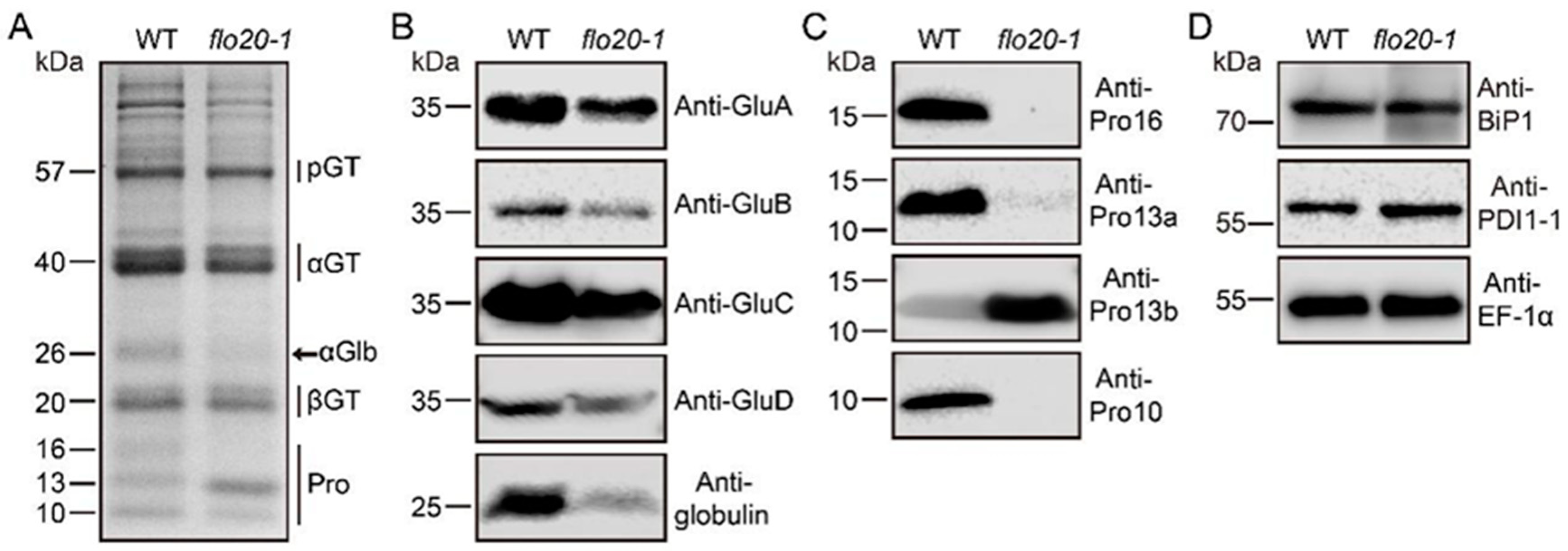 Plants 13 00081 g001