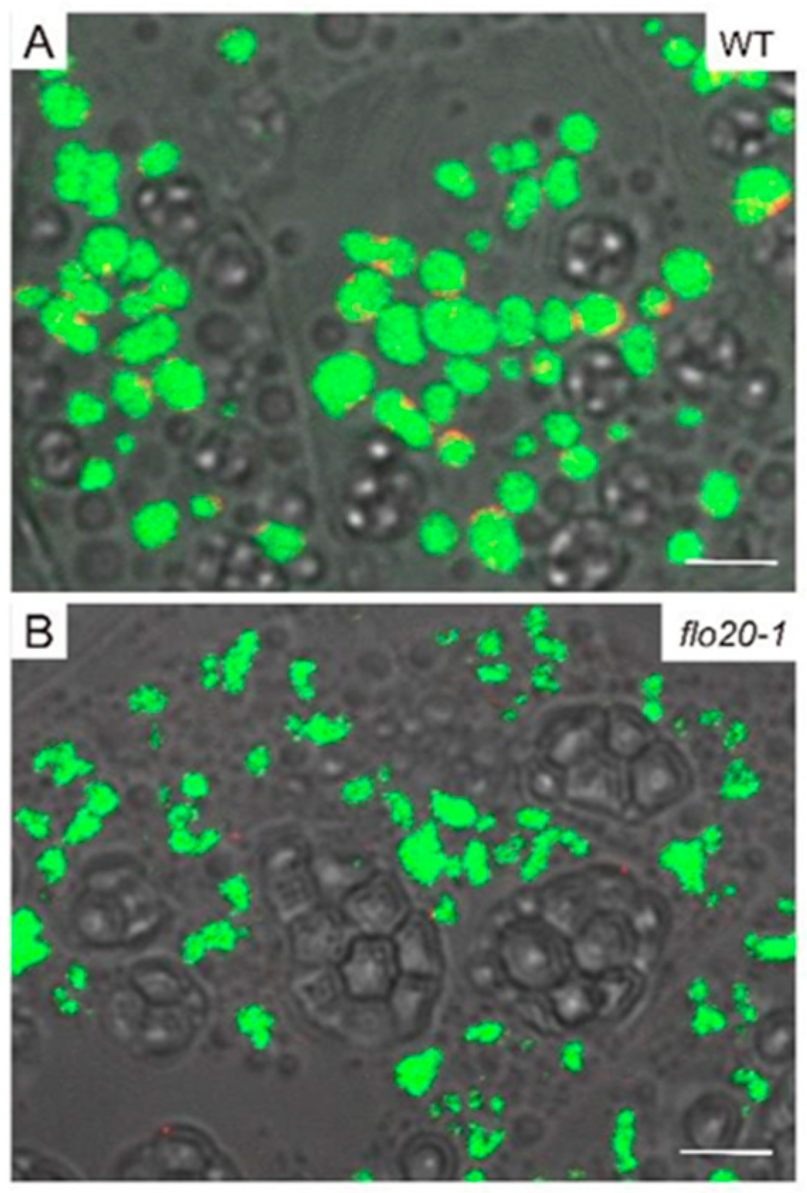 Plants 13 00081 g003