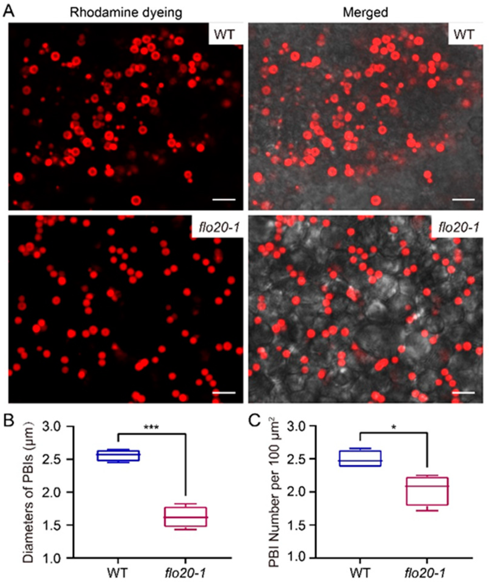 Plants 13 00081 g004