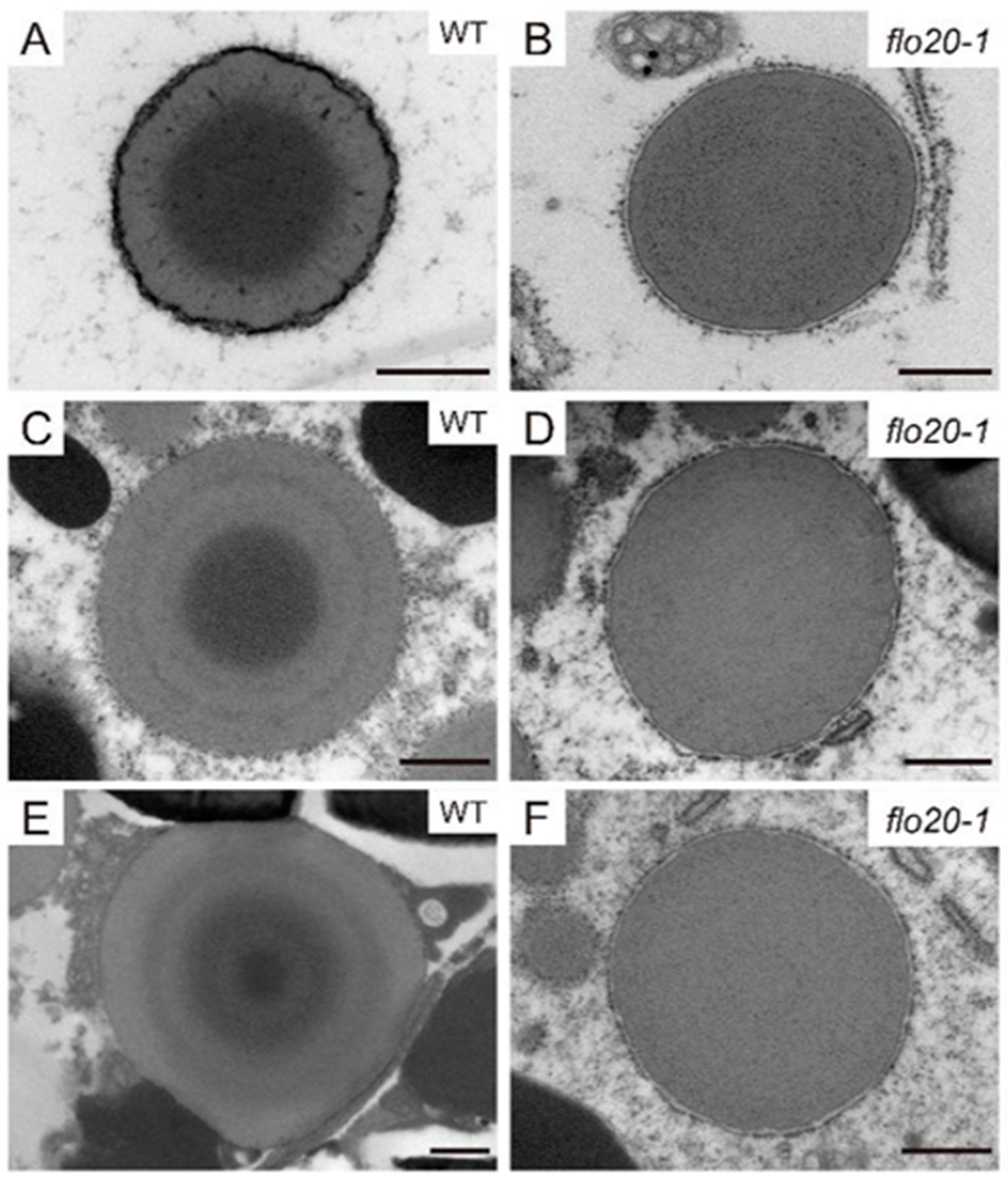 Plants 13 00081 g005