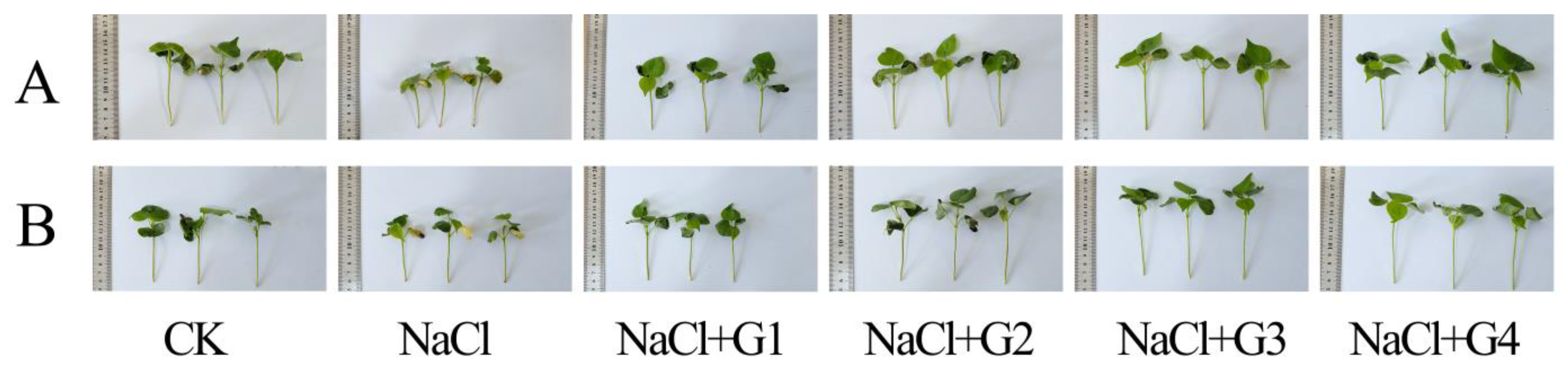 Plants 13 00082 g002