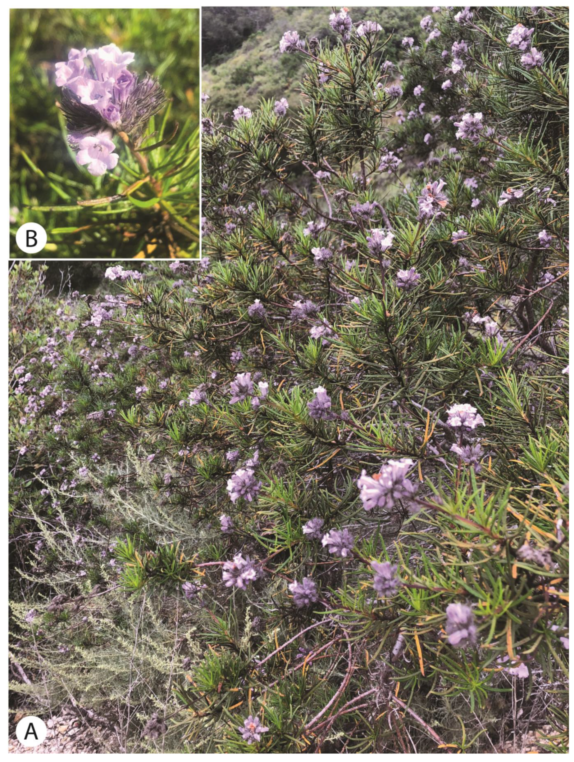 Plants 13 00090 g002