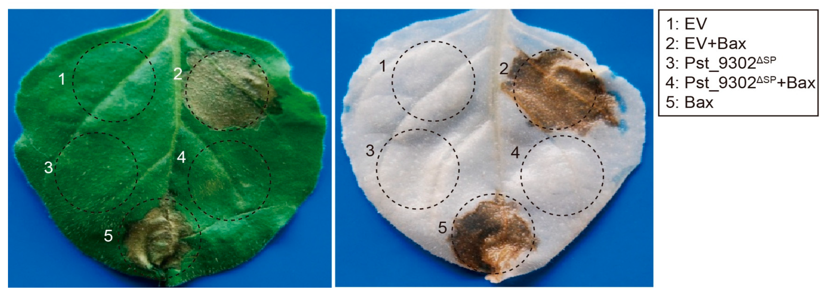 Plants 13 00094 g003