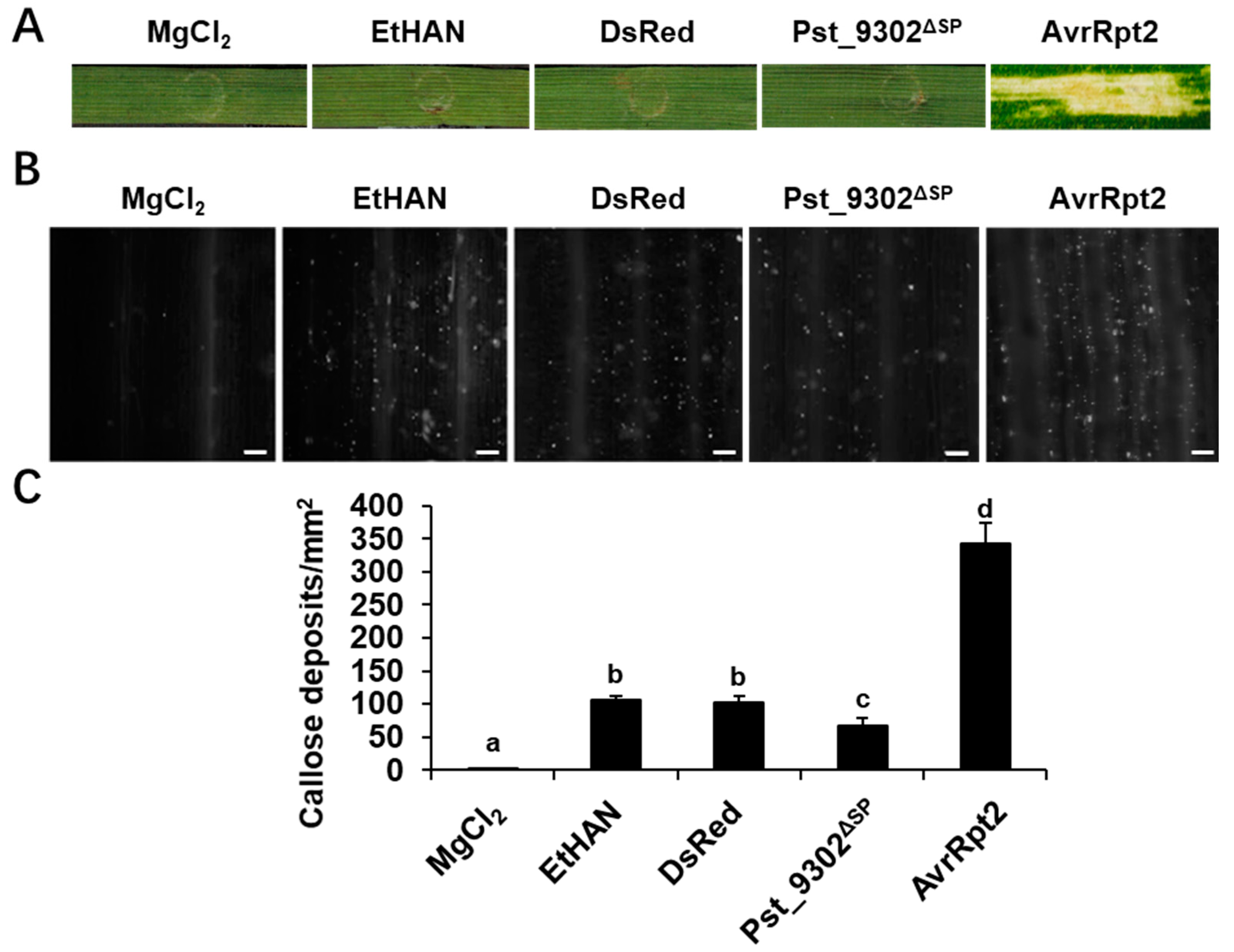 Plants 13 00094 g004