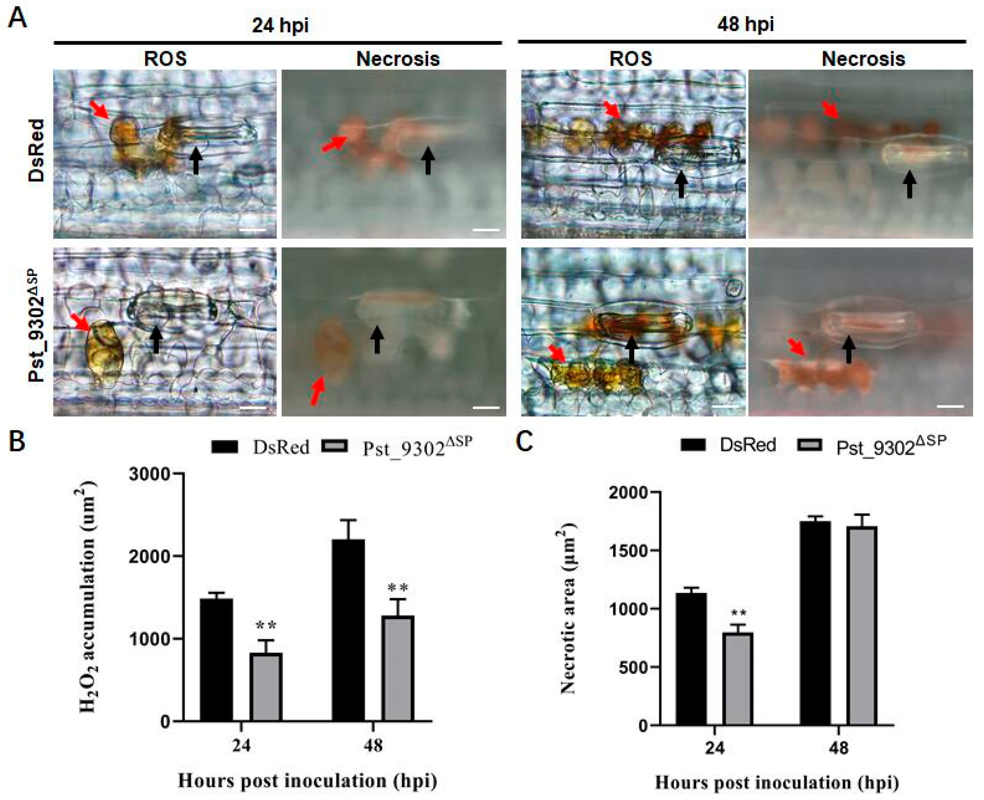 Plants 13 00094 g005
