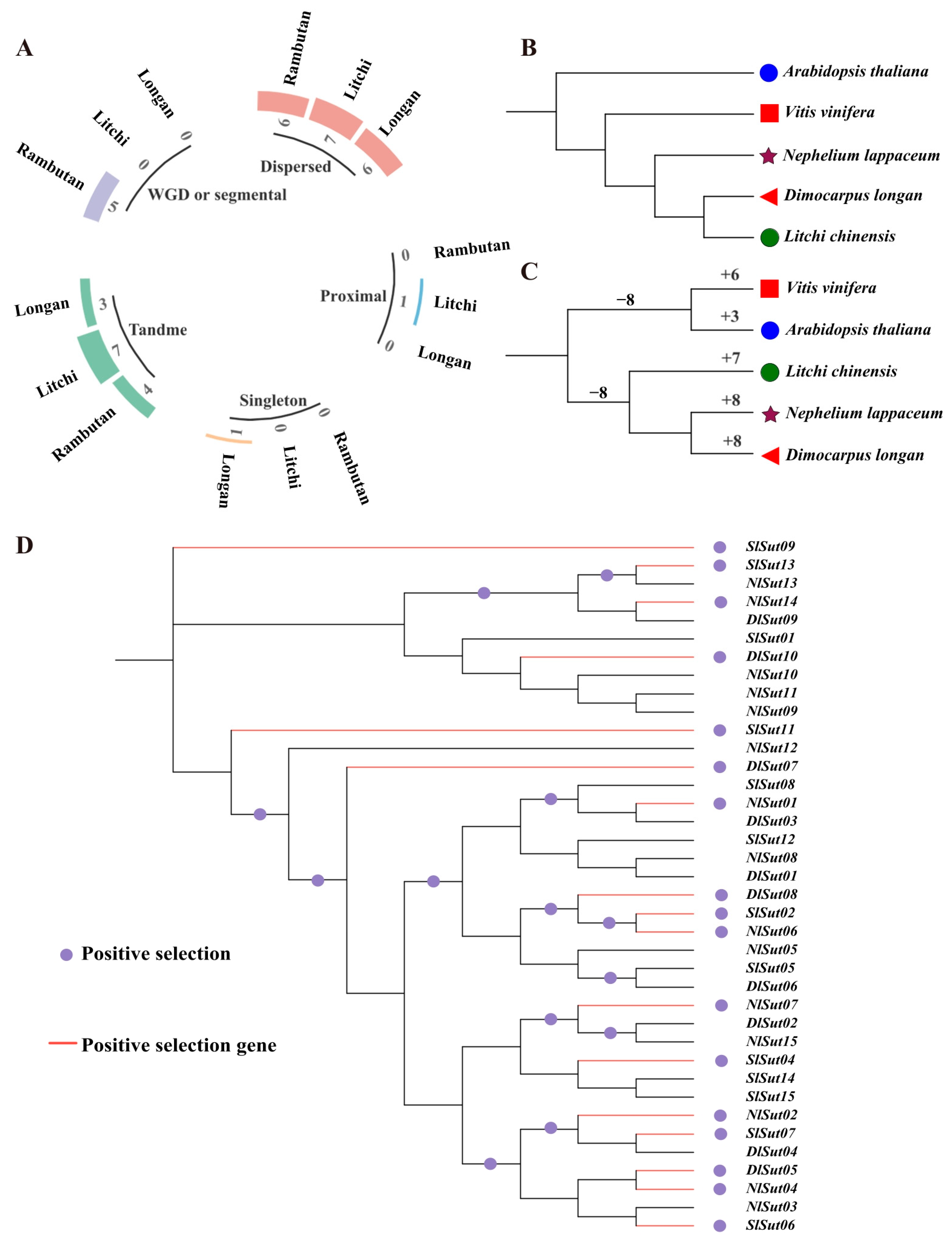 Genome-Wide Identification and Expression Analysis of the