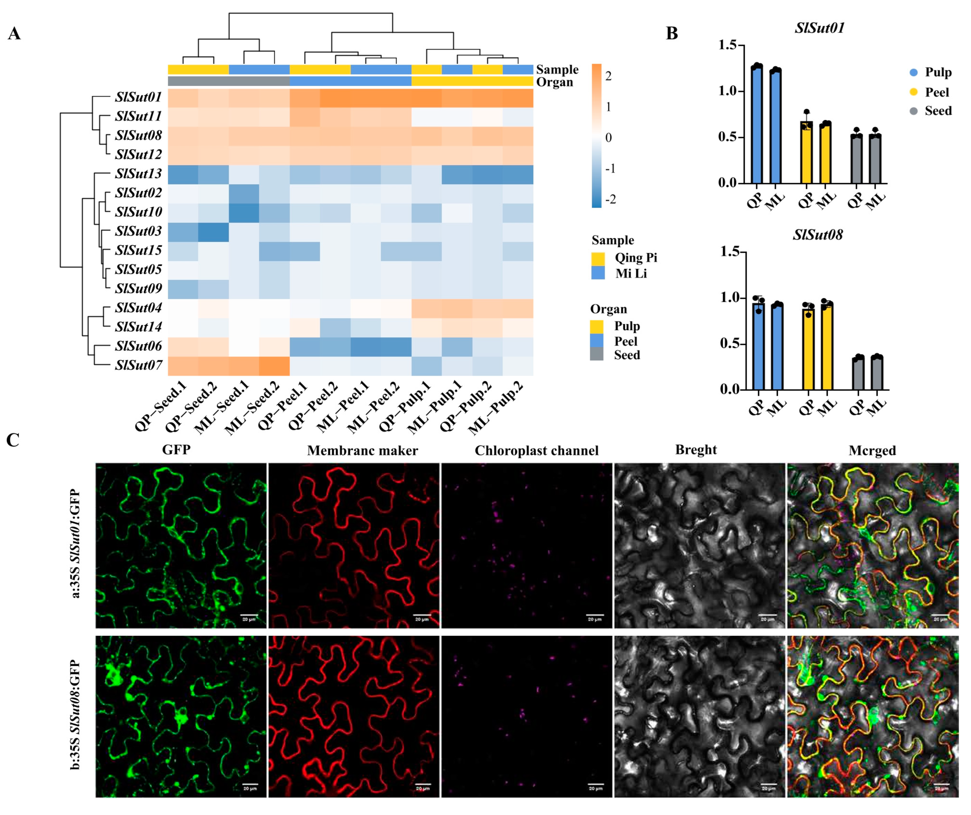 公式サイト - ハイブランドの新作が続々登場 Identification Genome-Wide and the of Analysis Expression イヤリング・ノンホールピアス