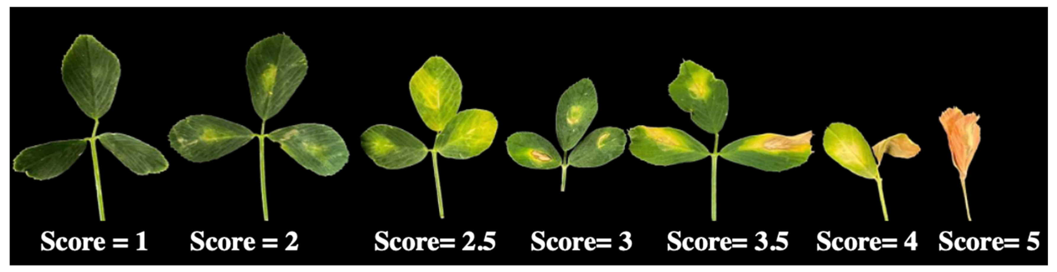 Plants 13 00110 g005