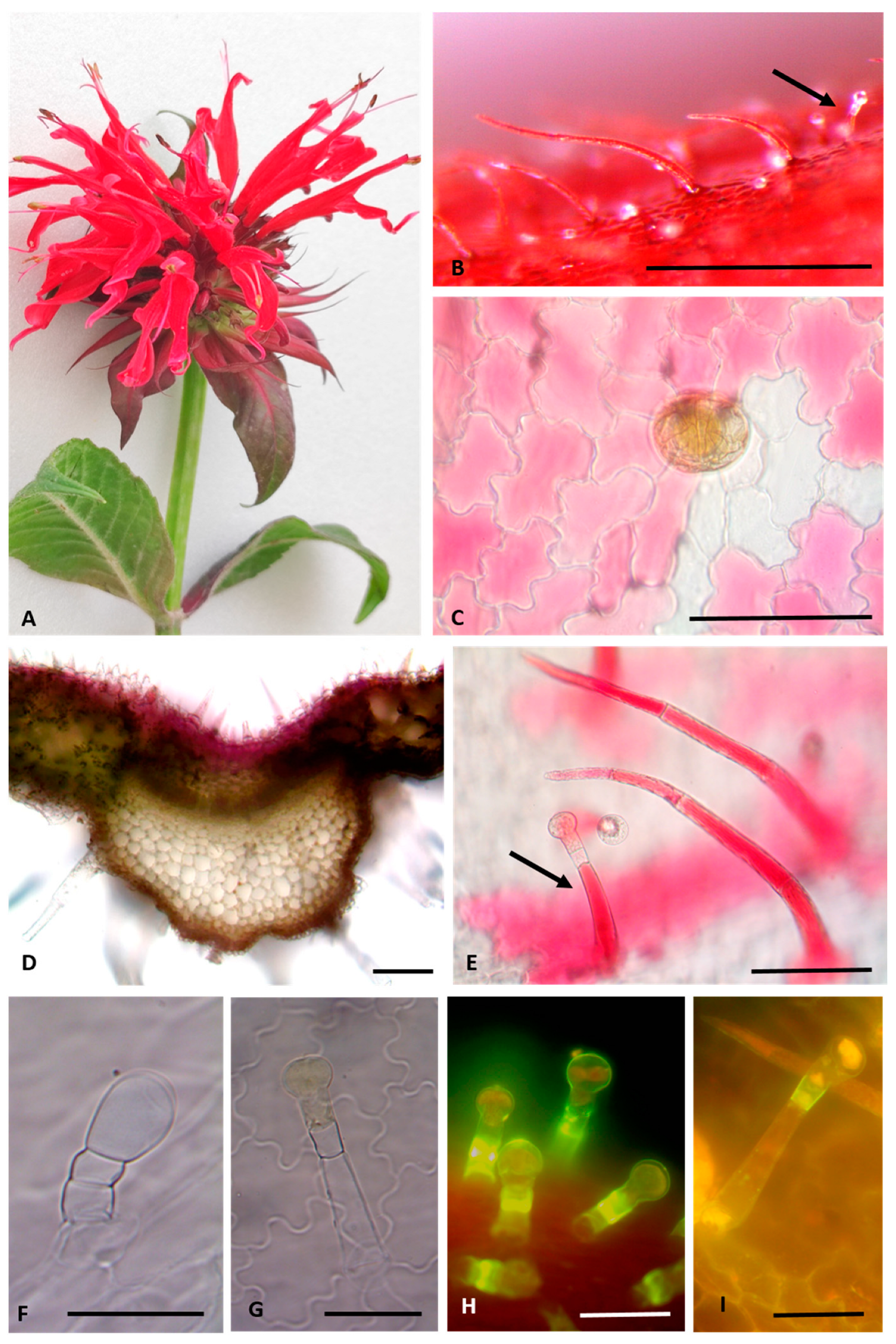 Plants 13 00112 g002