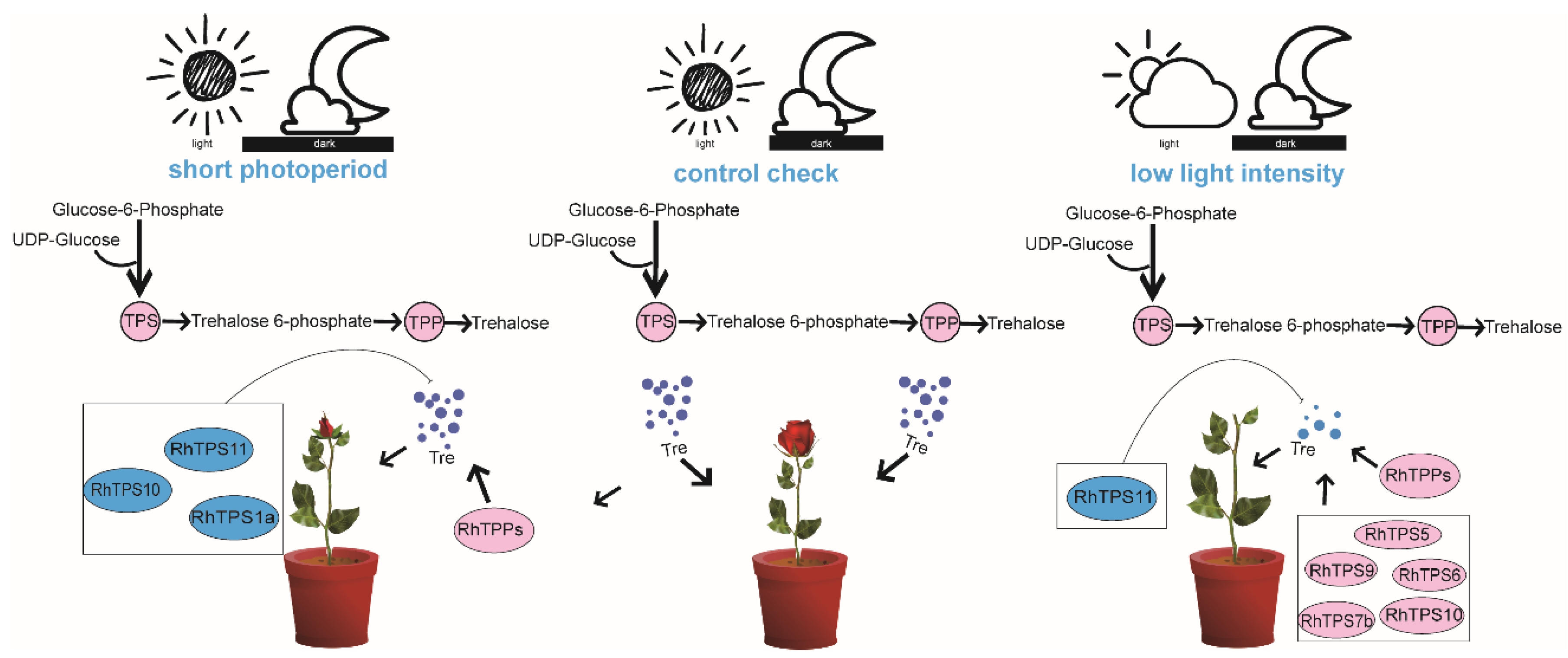 Plants 13 00114 g007