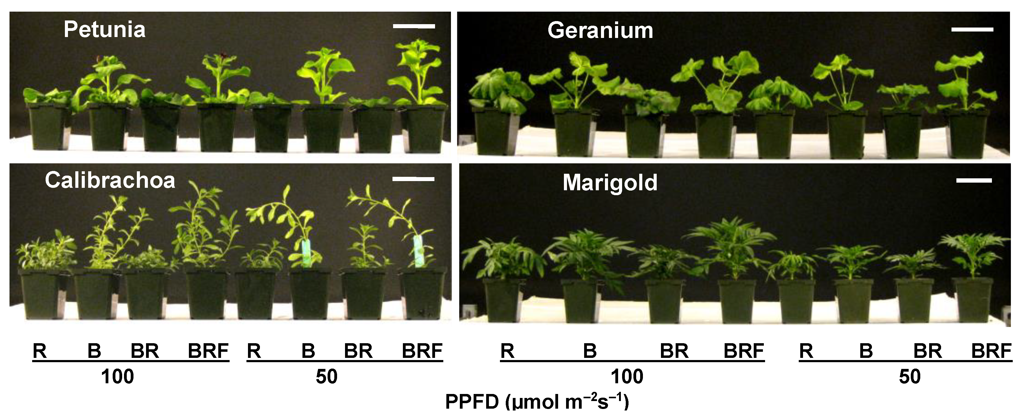 Plants 13 00115 g001