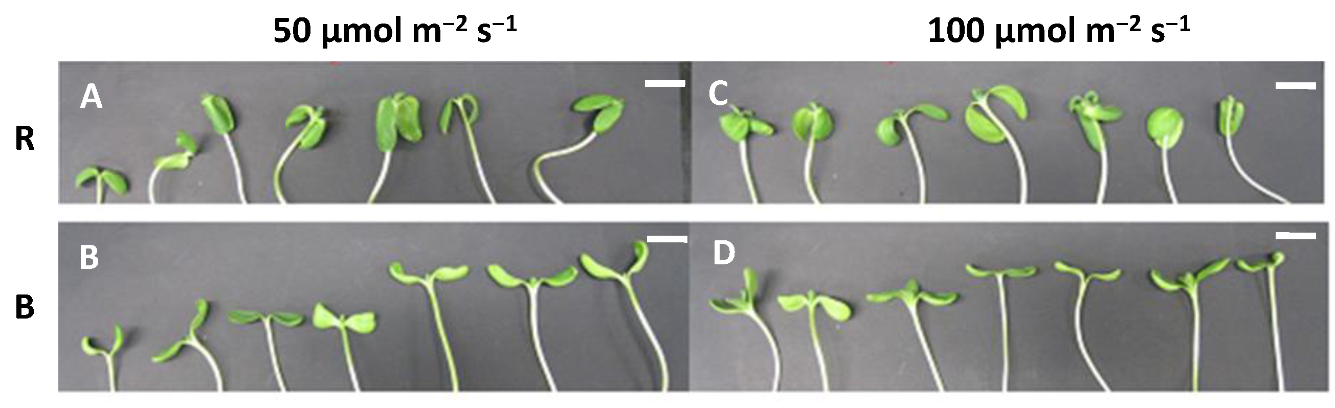 Plants 13 00115 g004