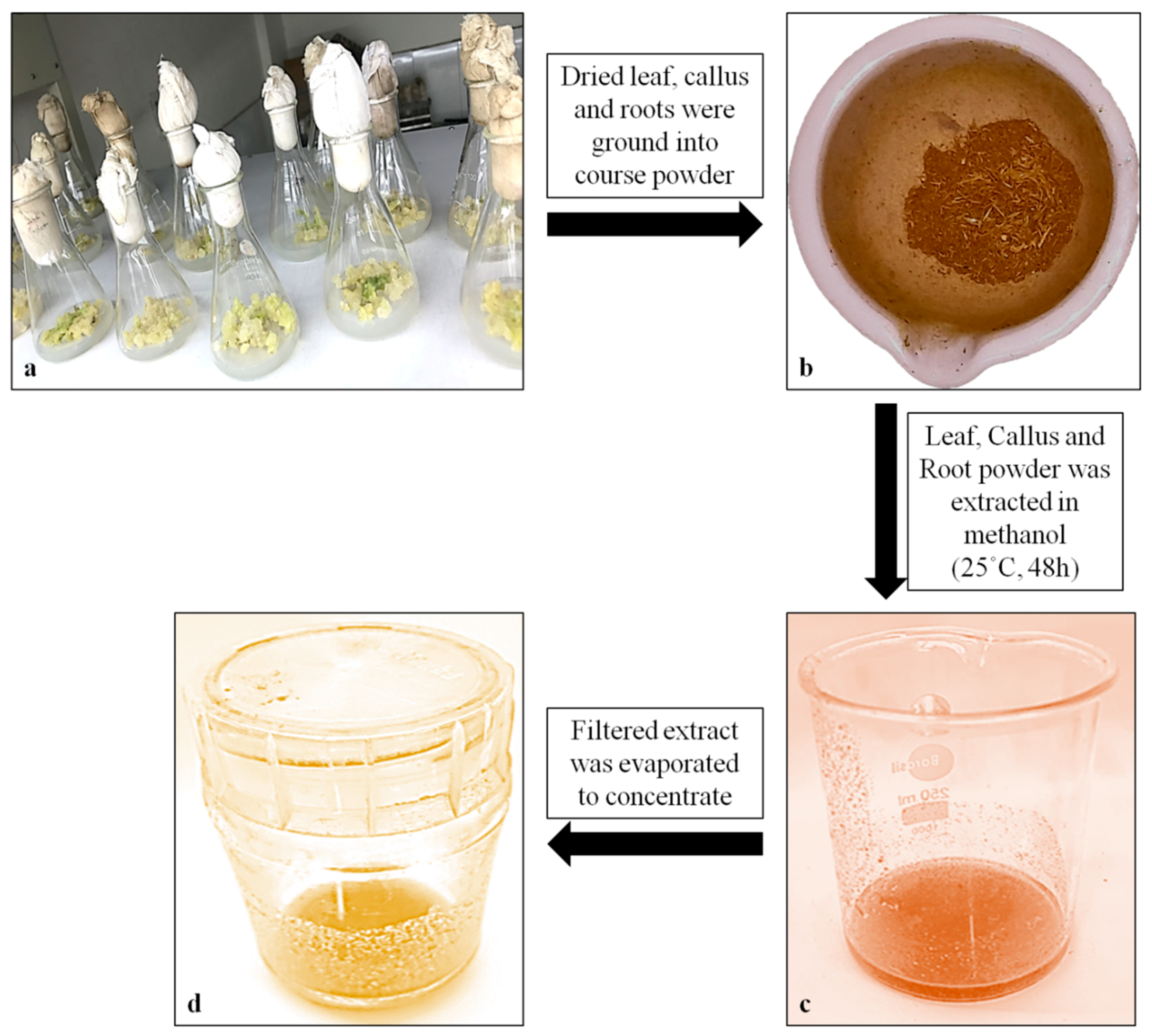 Plants 13 00122 g006