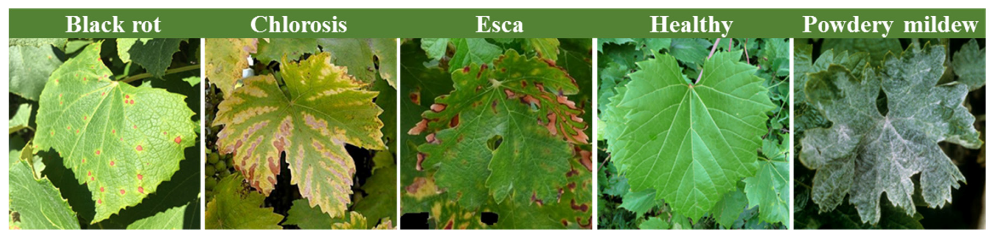 Plants 13 00135 g001