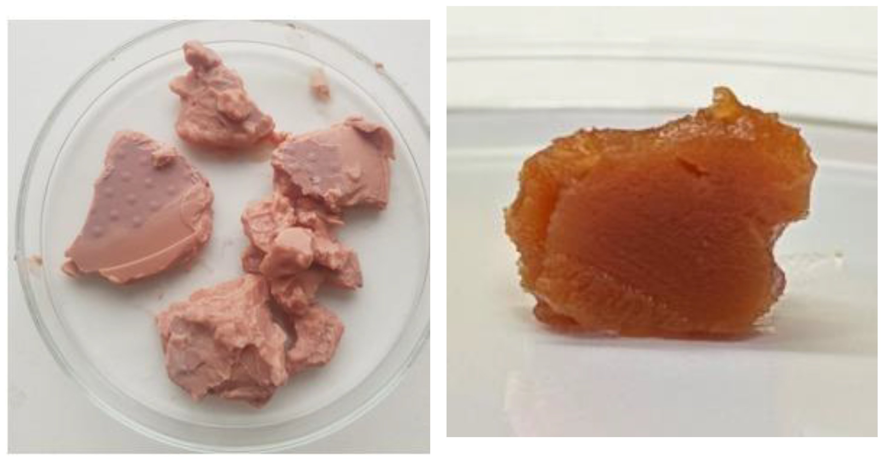 Plants 13 00145 g001