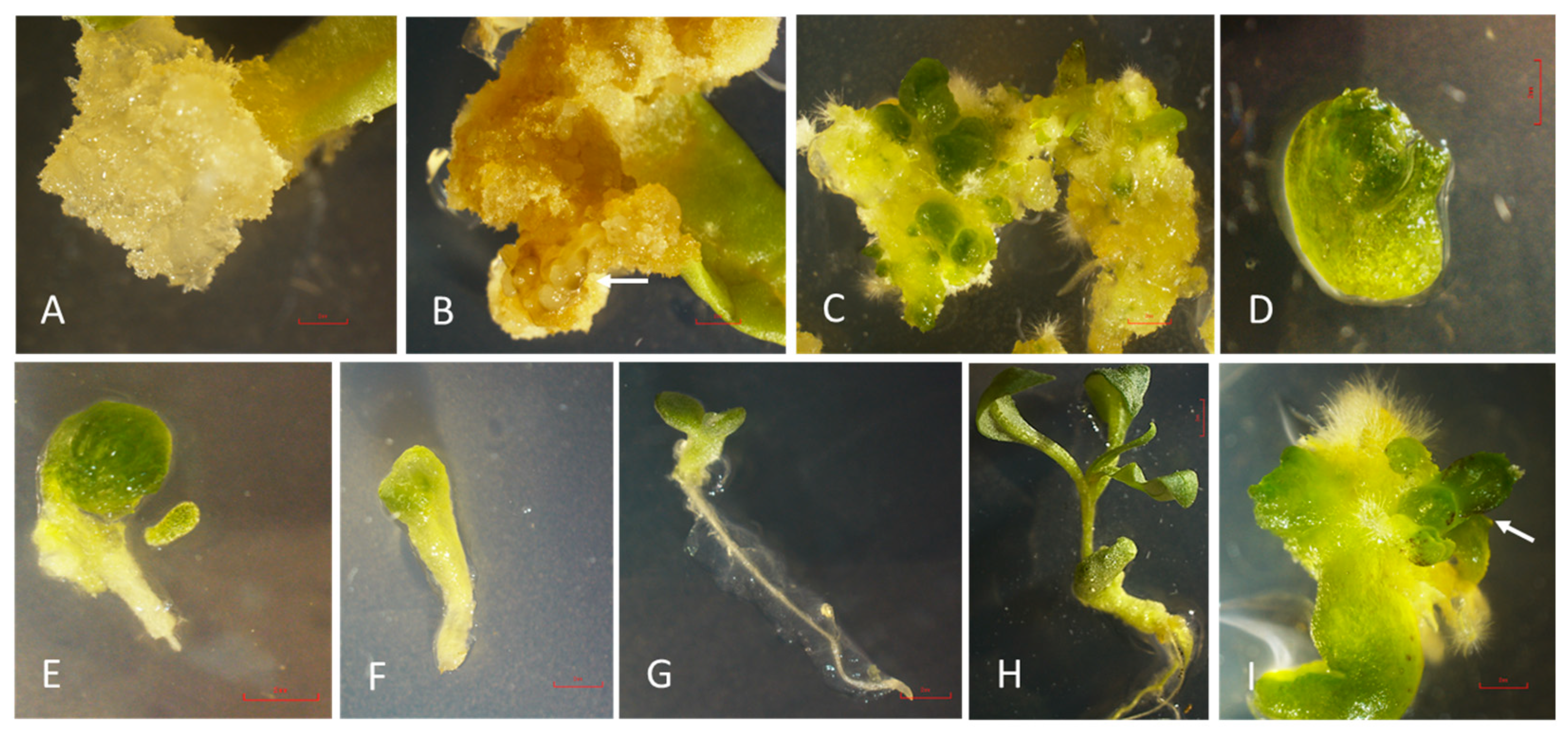 Plants 13 00151 g002 Plants 13 00151 g002