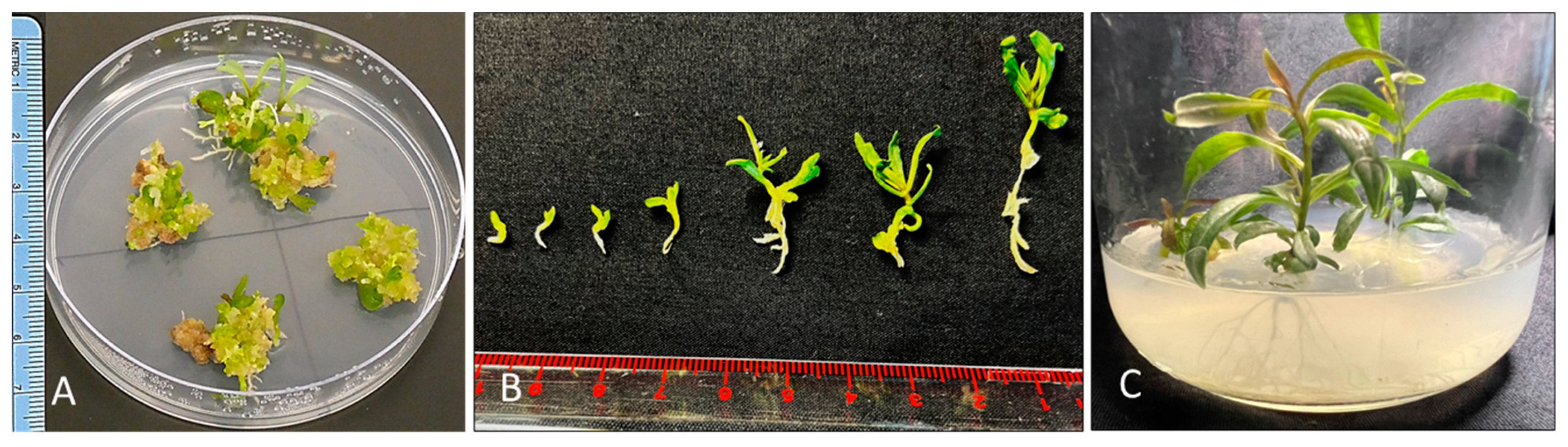 Plants 13 00151 g003 Plants 13 00151 g003