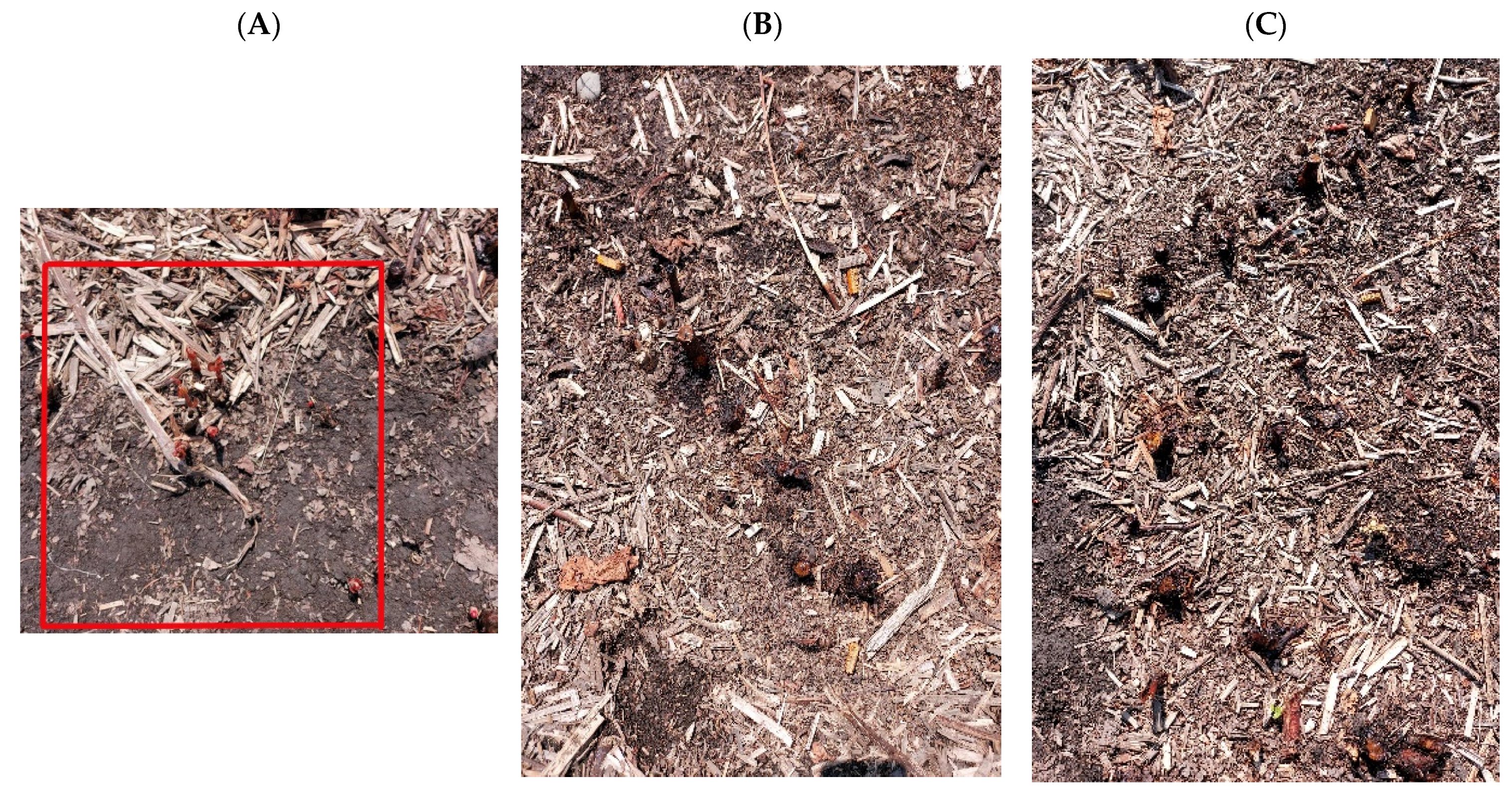 Plants 13 00152 g003