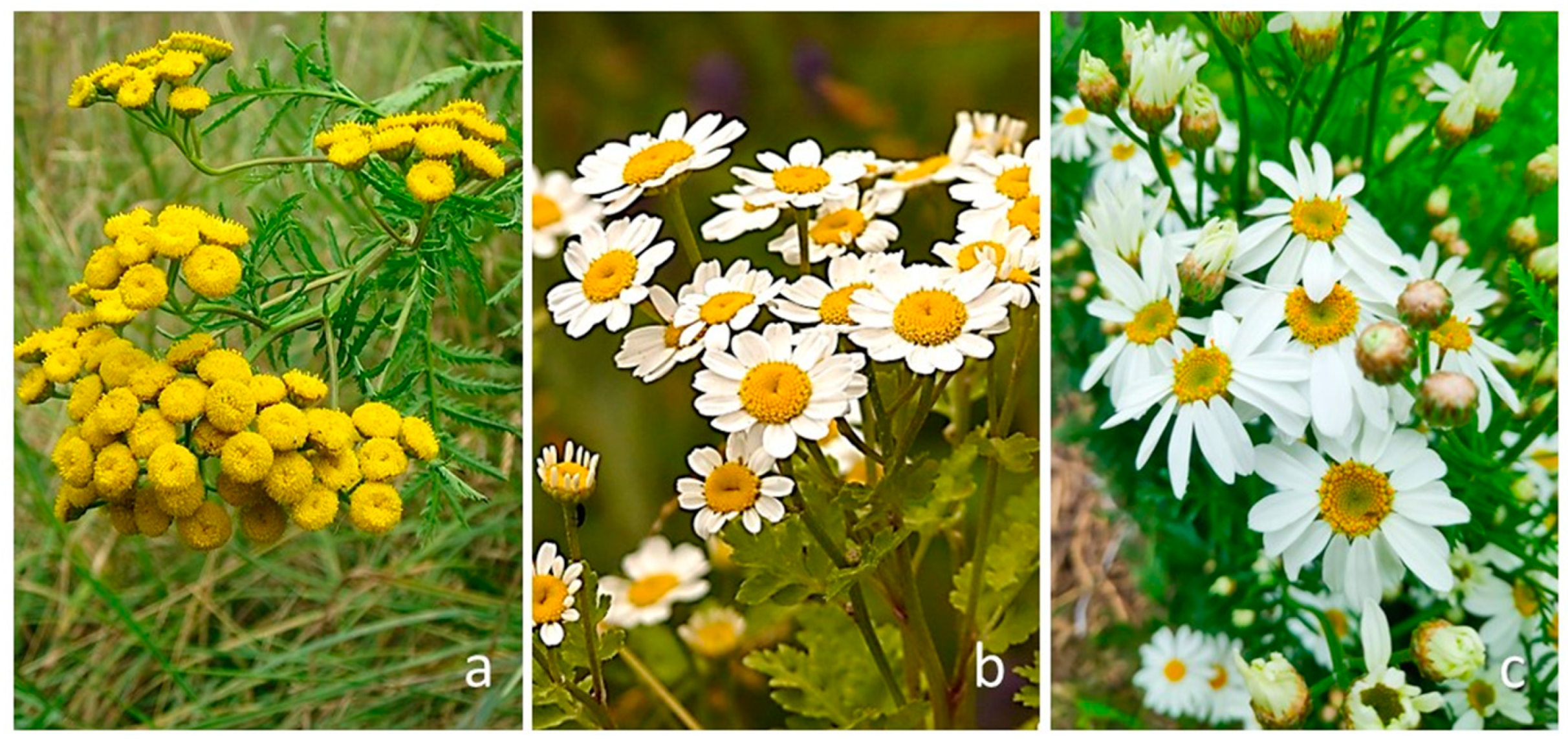 Plants 13 00155 g001