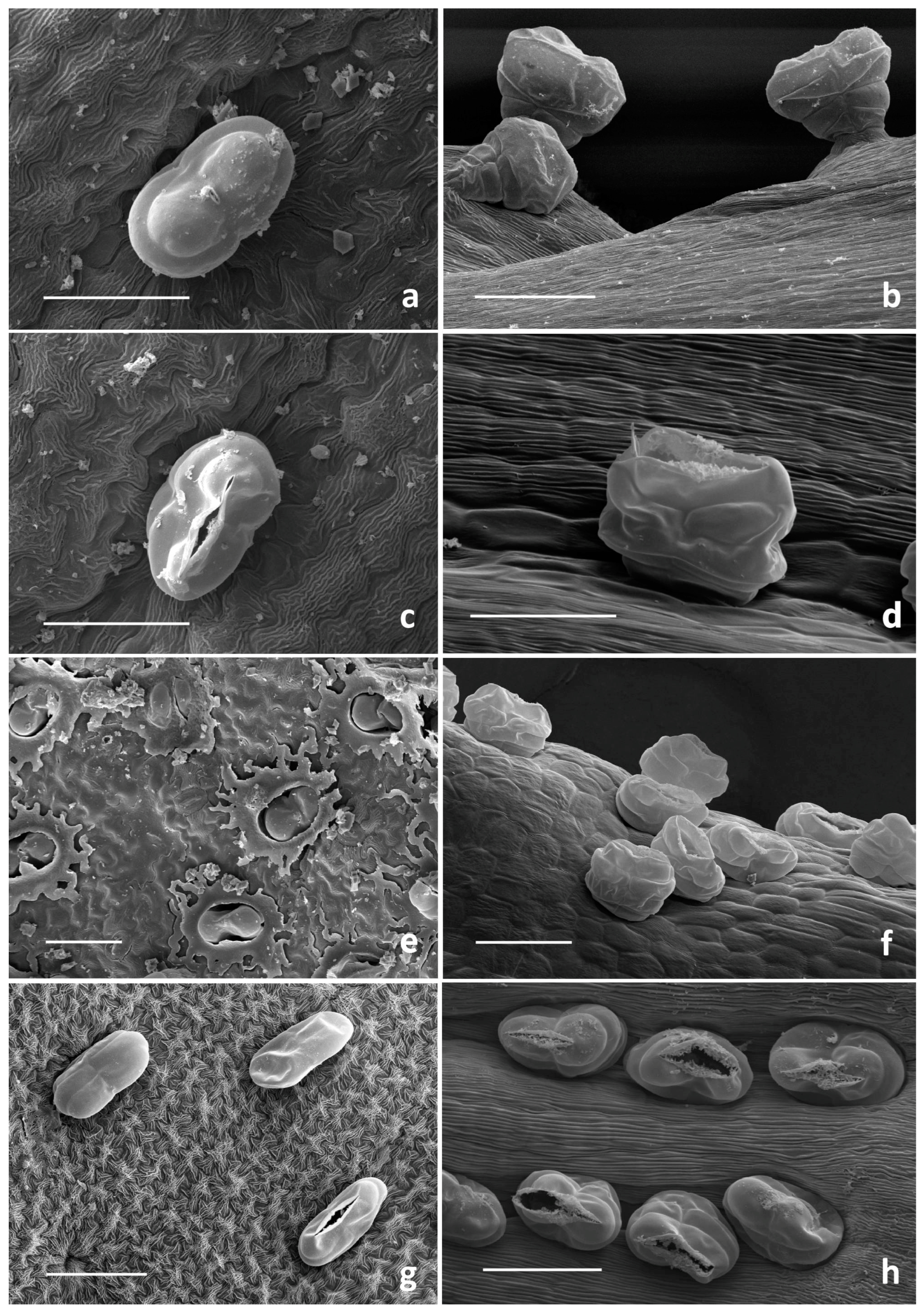 Plants 13 00155 g002