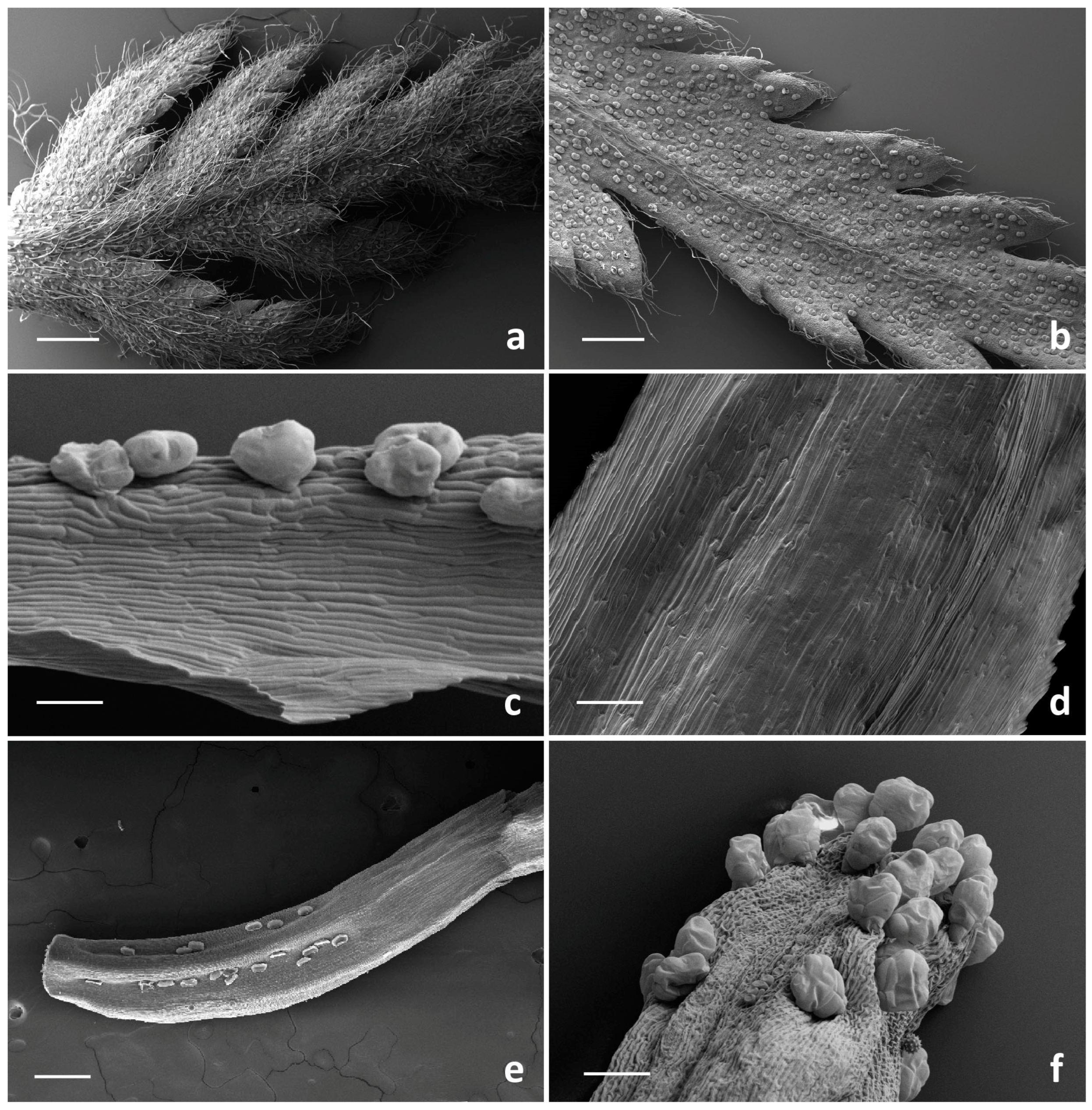 Plants 13 00155 g003